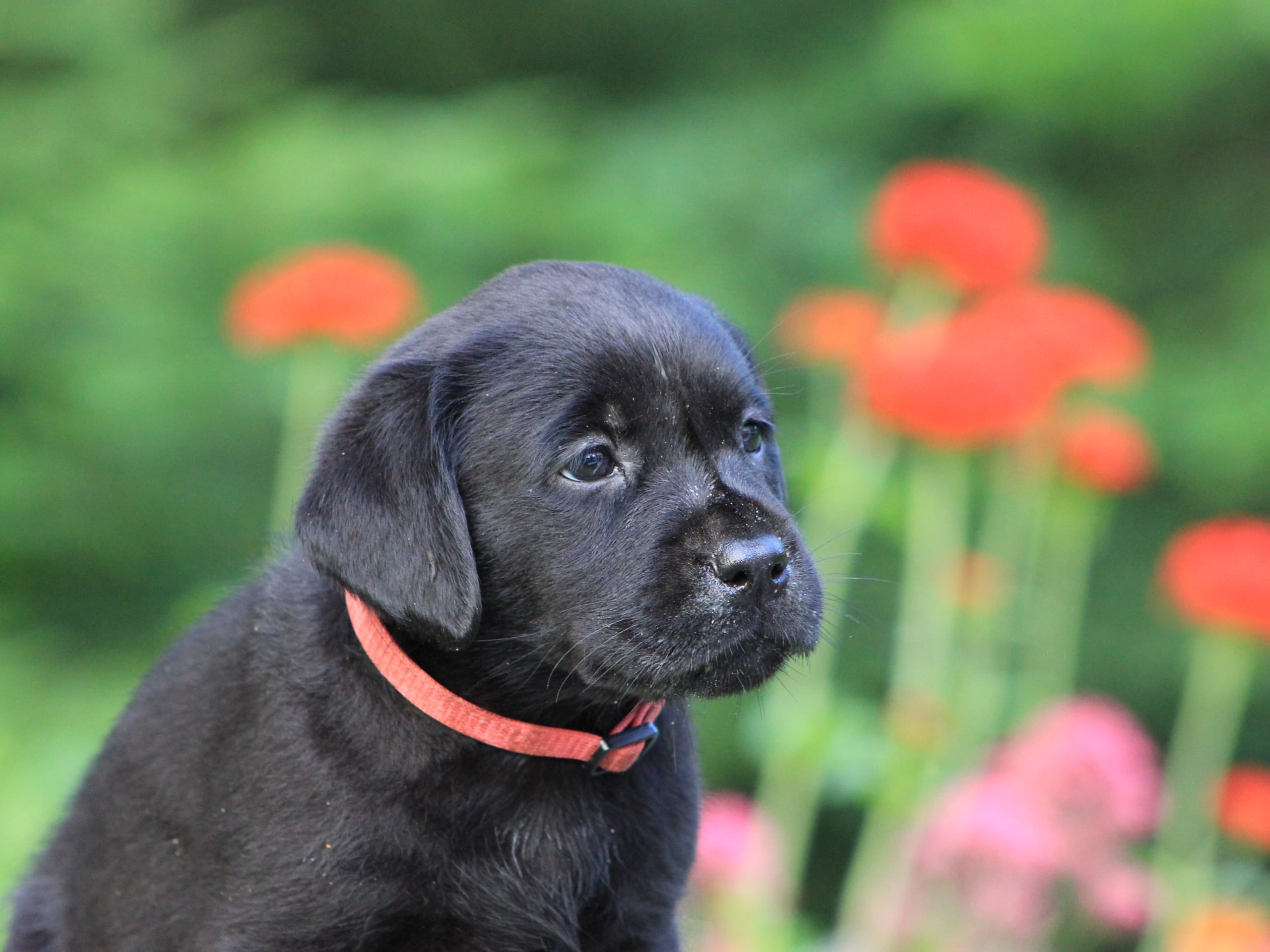 Puppy: Cani Lee Jewel’s Jade