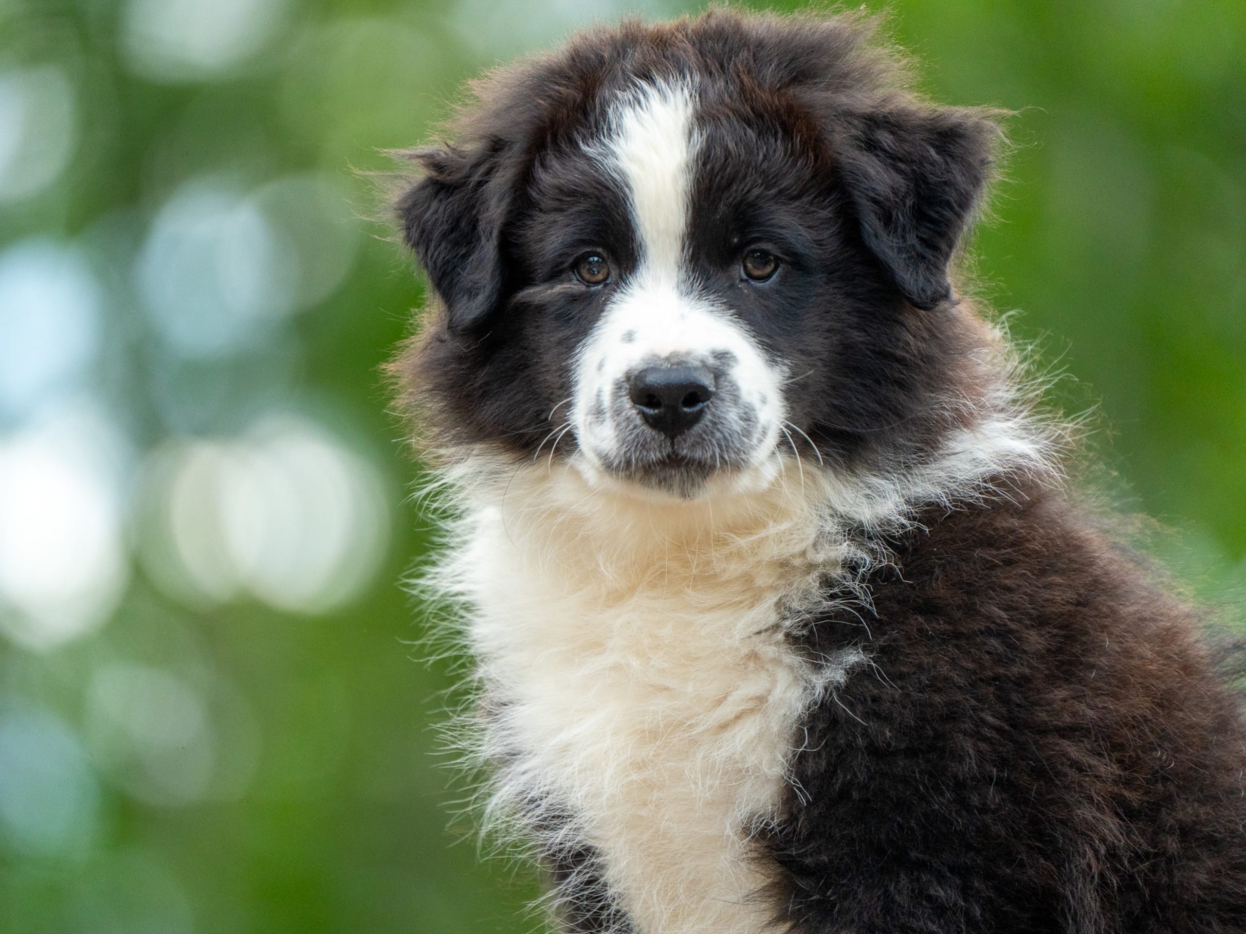 Puppy: Xeno