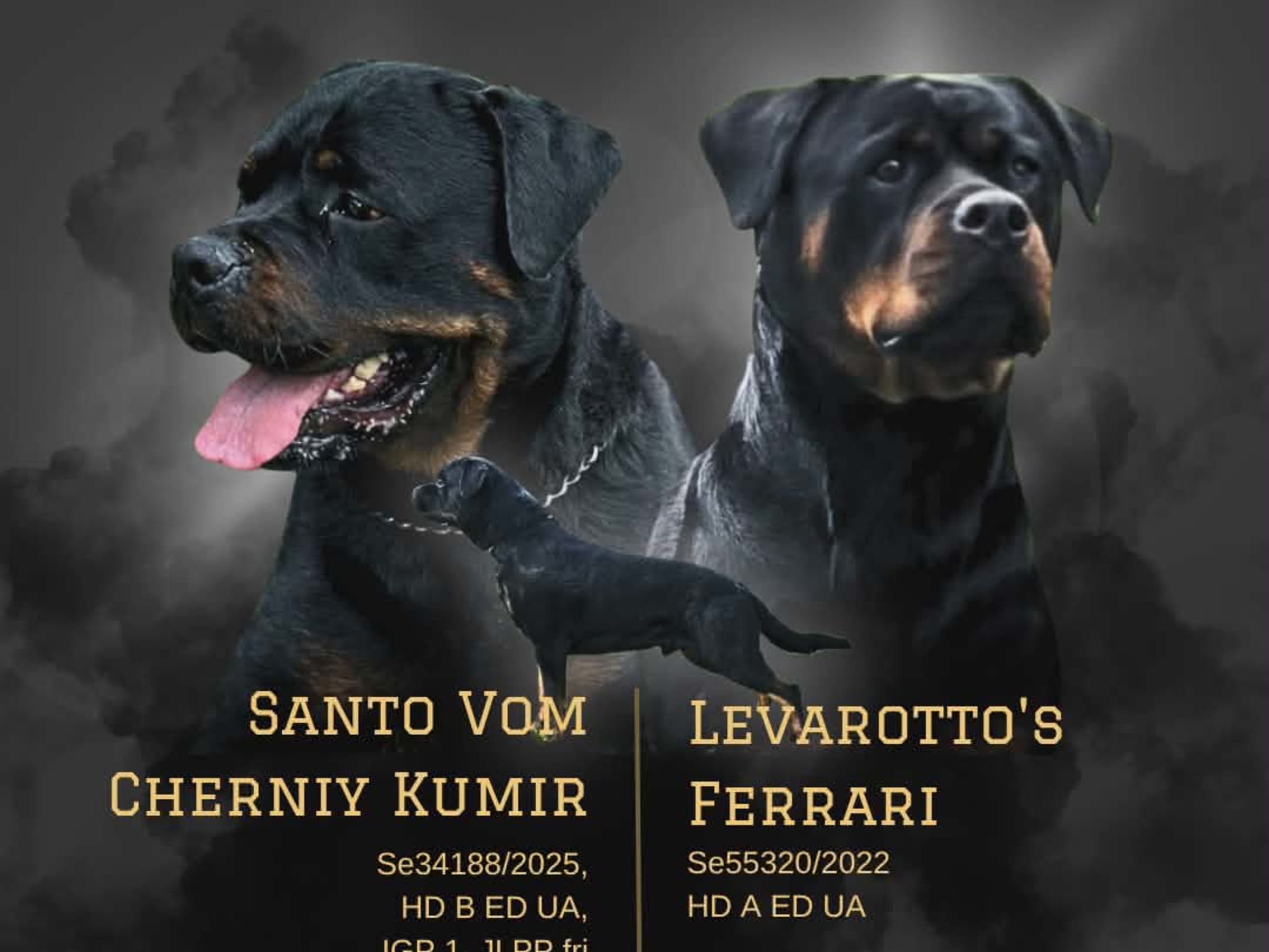 Levarotto's kennel