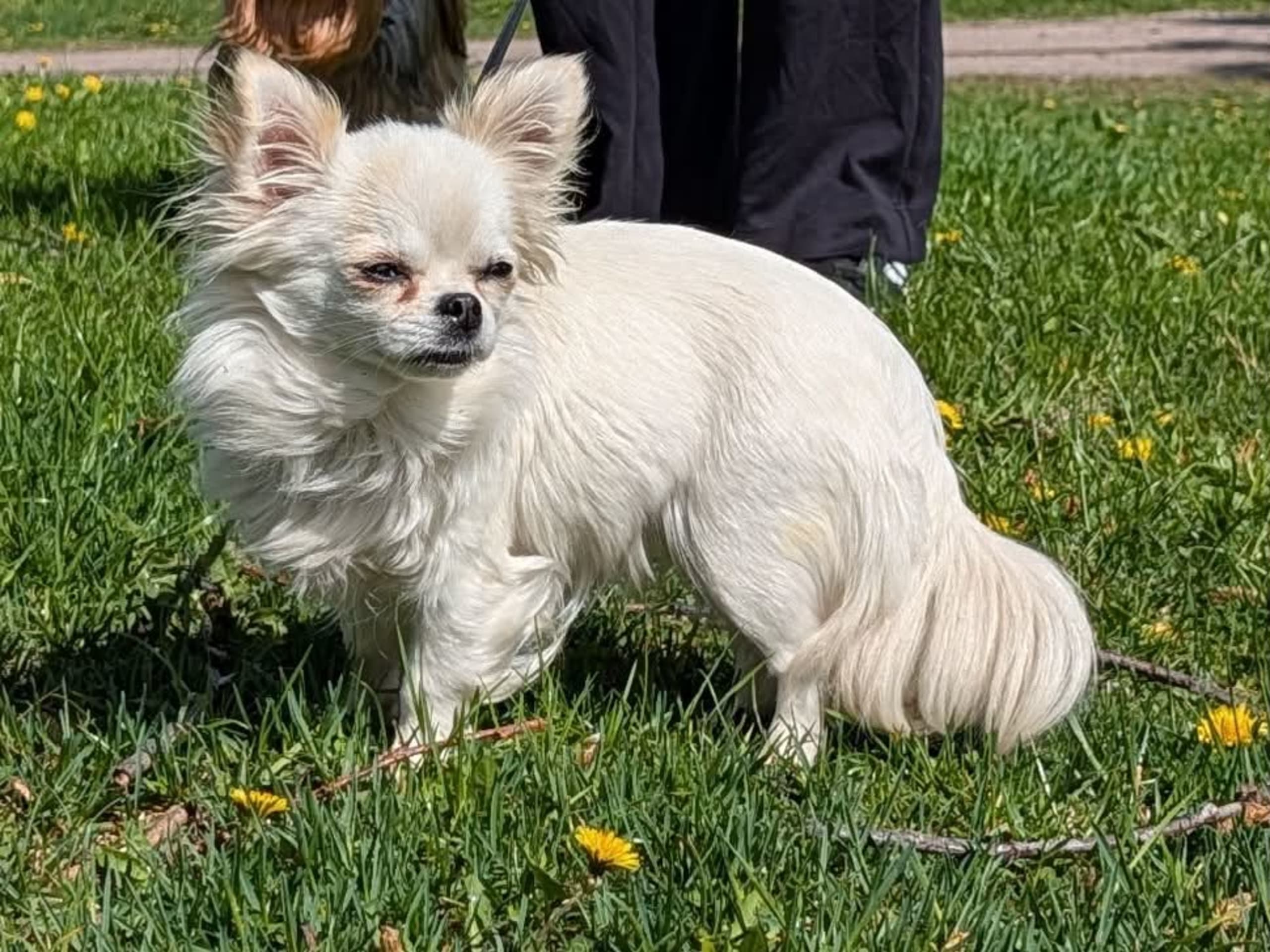 Puppy: Tik 1