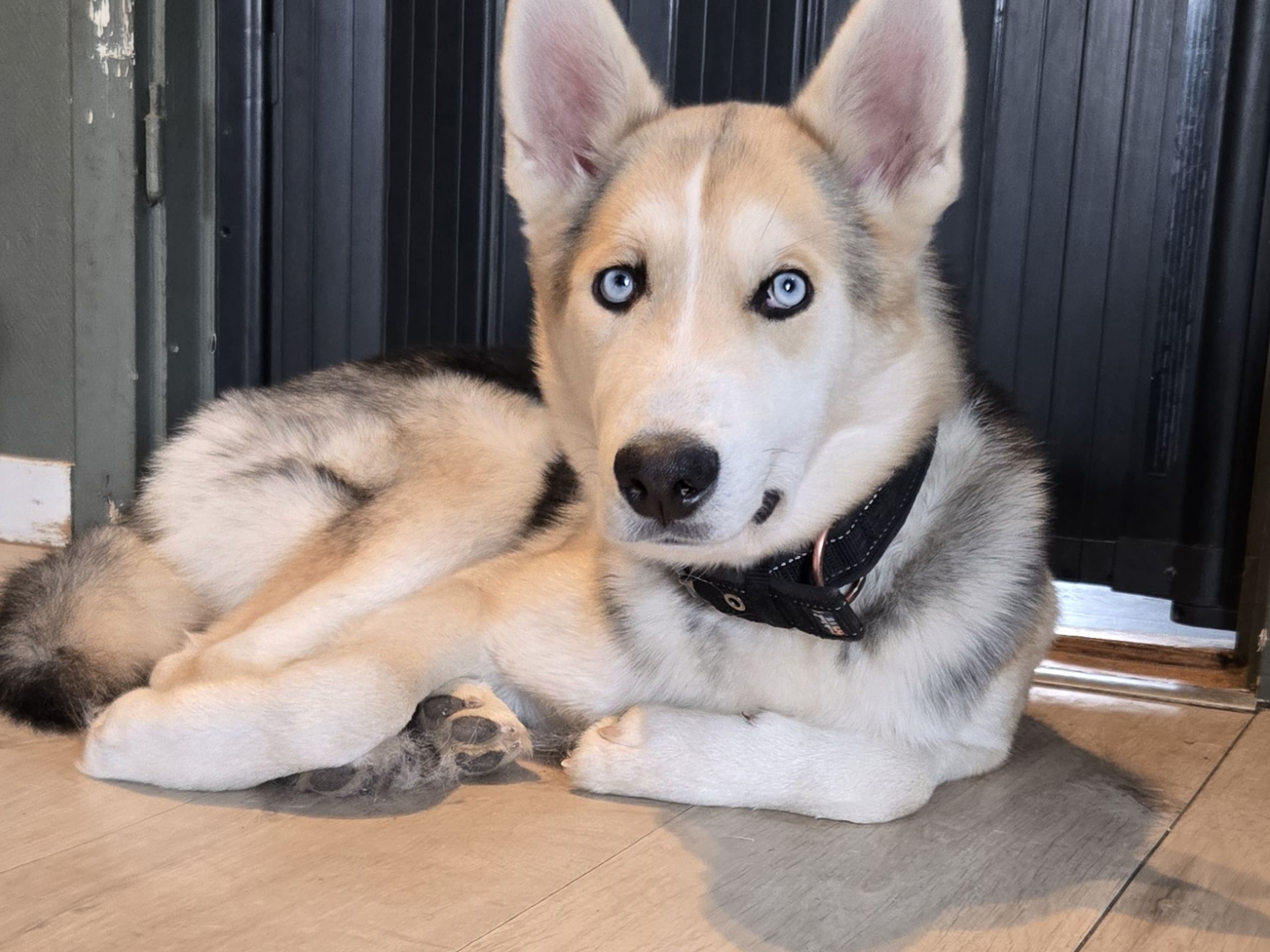 Balto