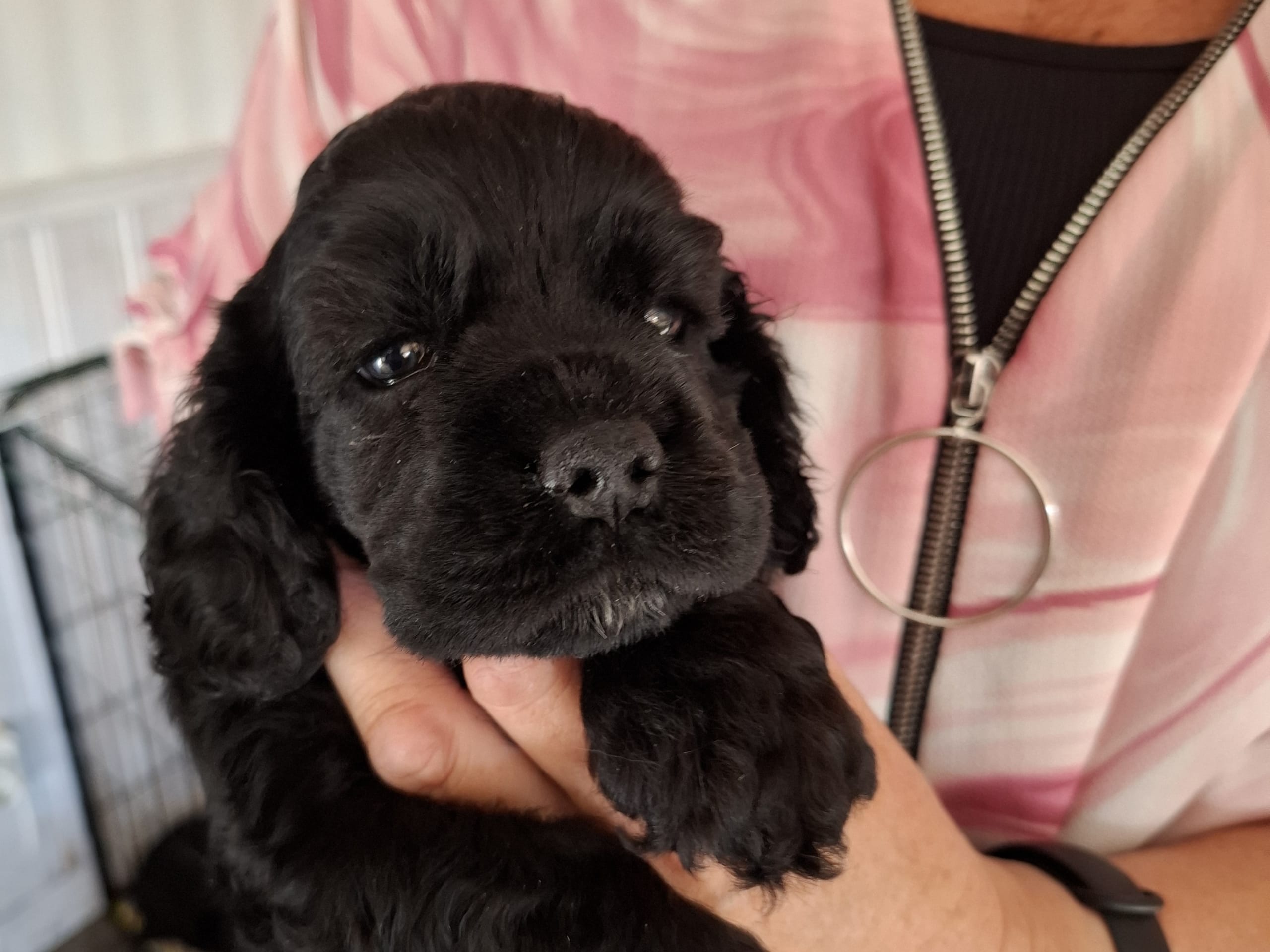 Puppy: Amerizells Ikaros