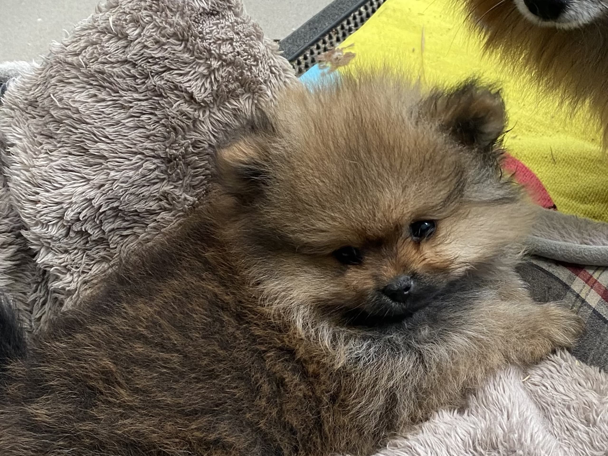 Puppy: China garden looking forward