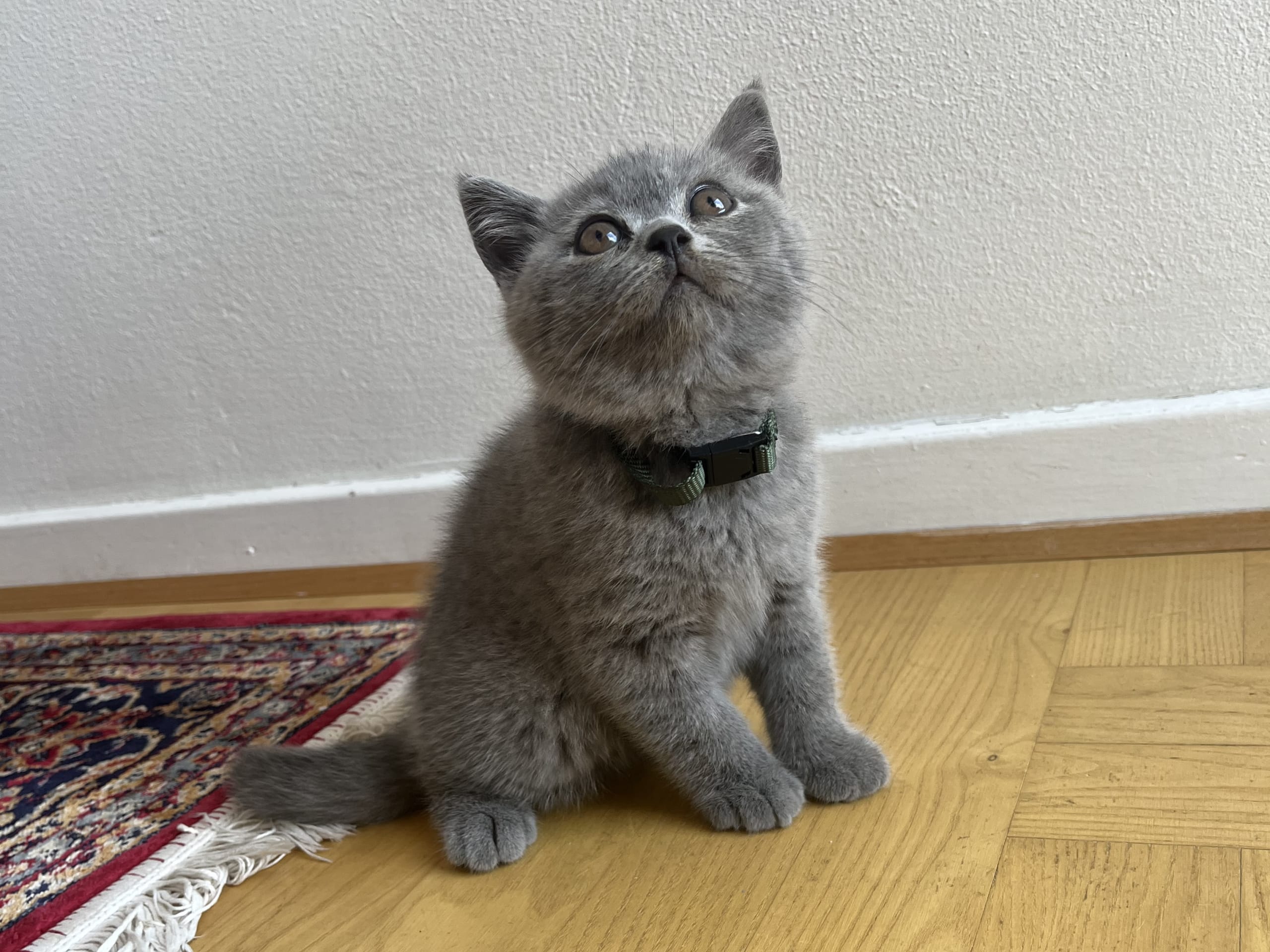 kattunge: Serine BlueCats Simba