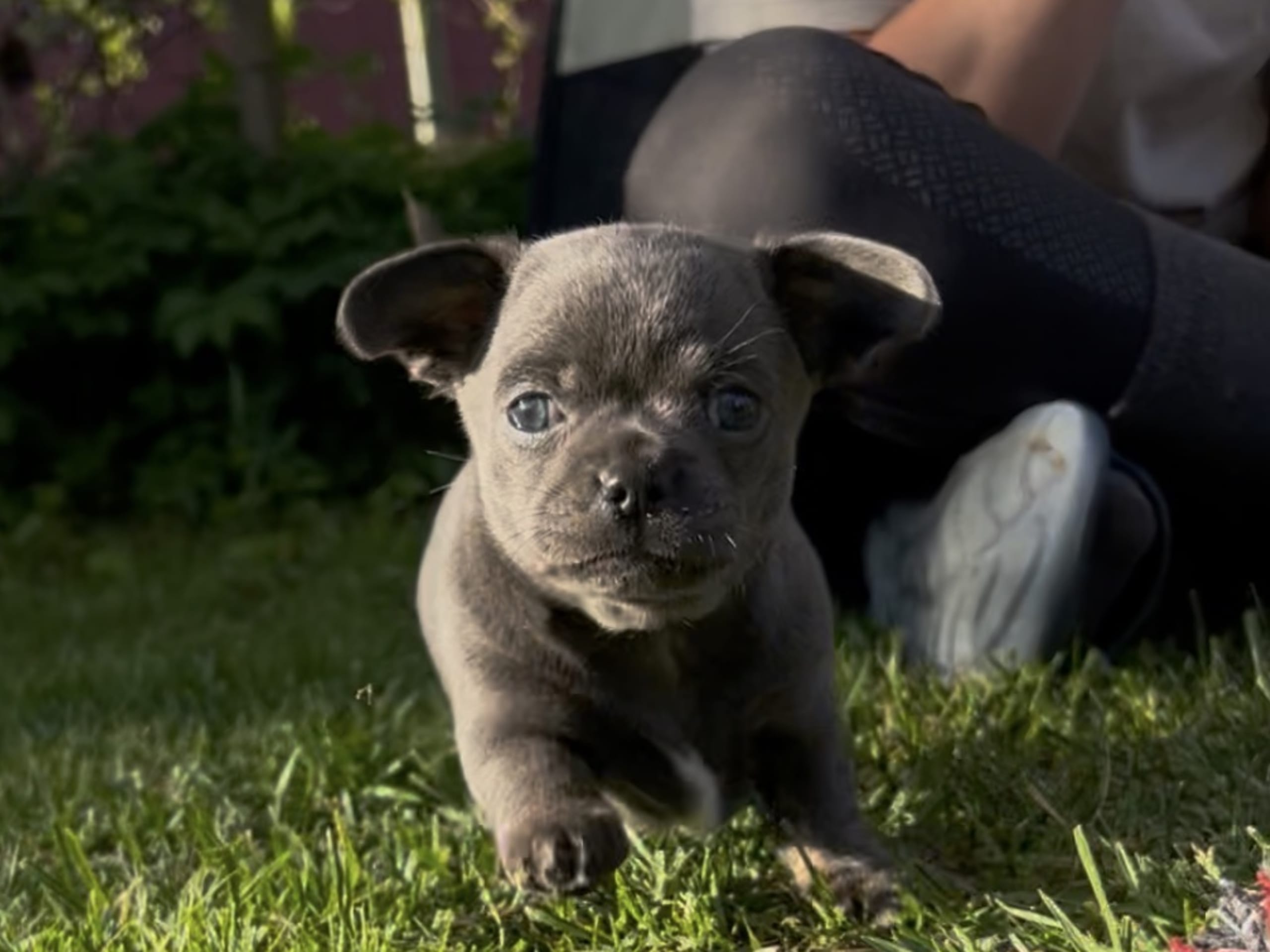 Puppy: Tik 4