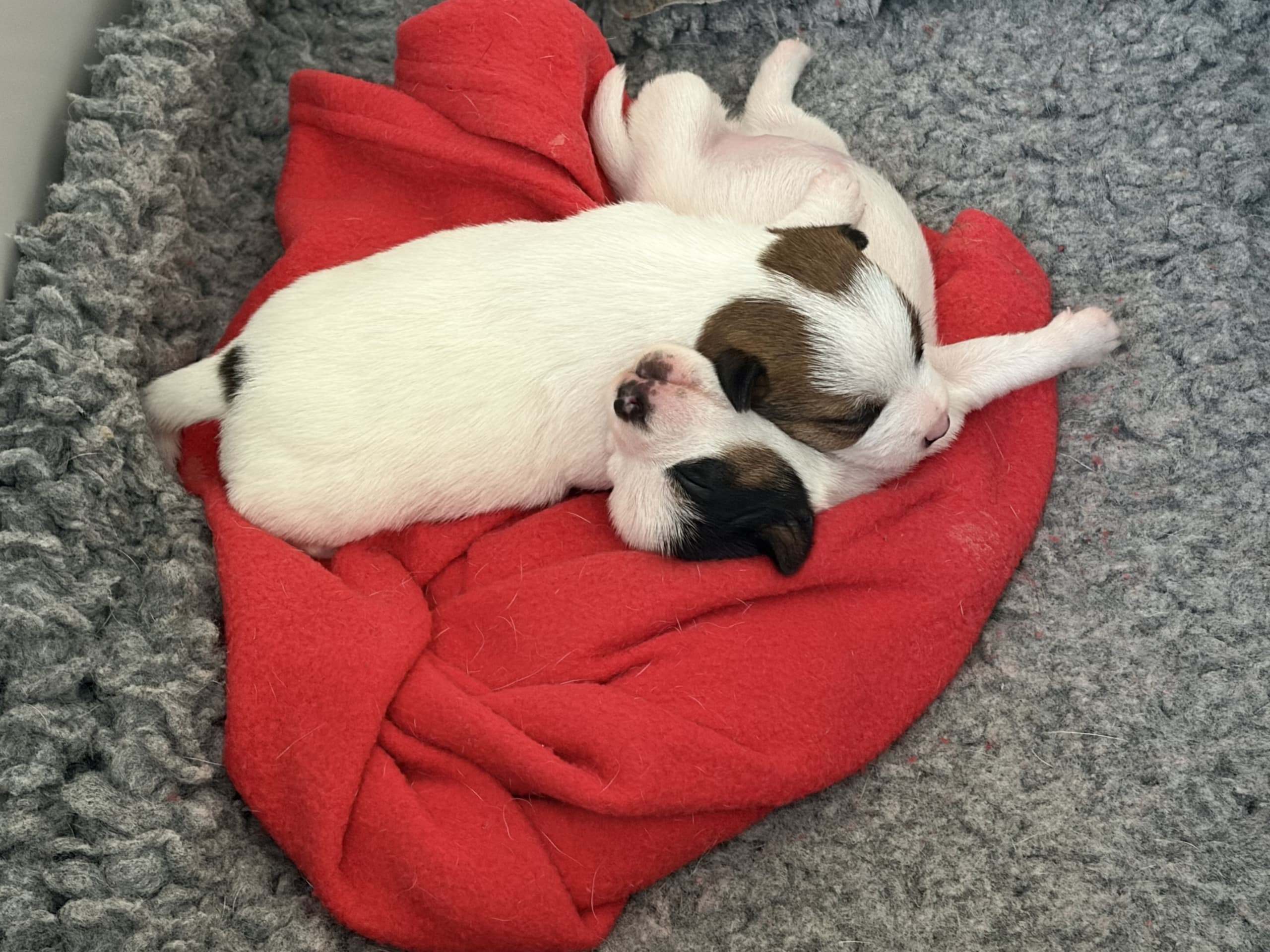 Puppy: Tor