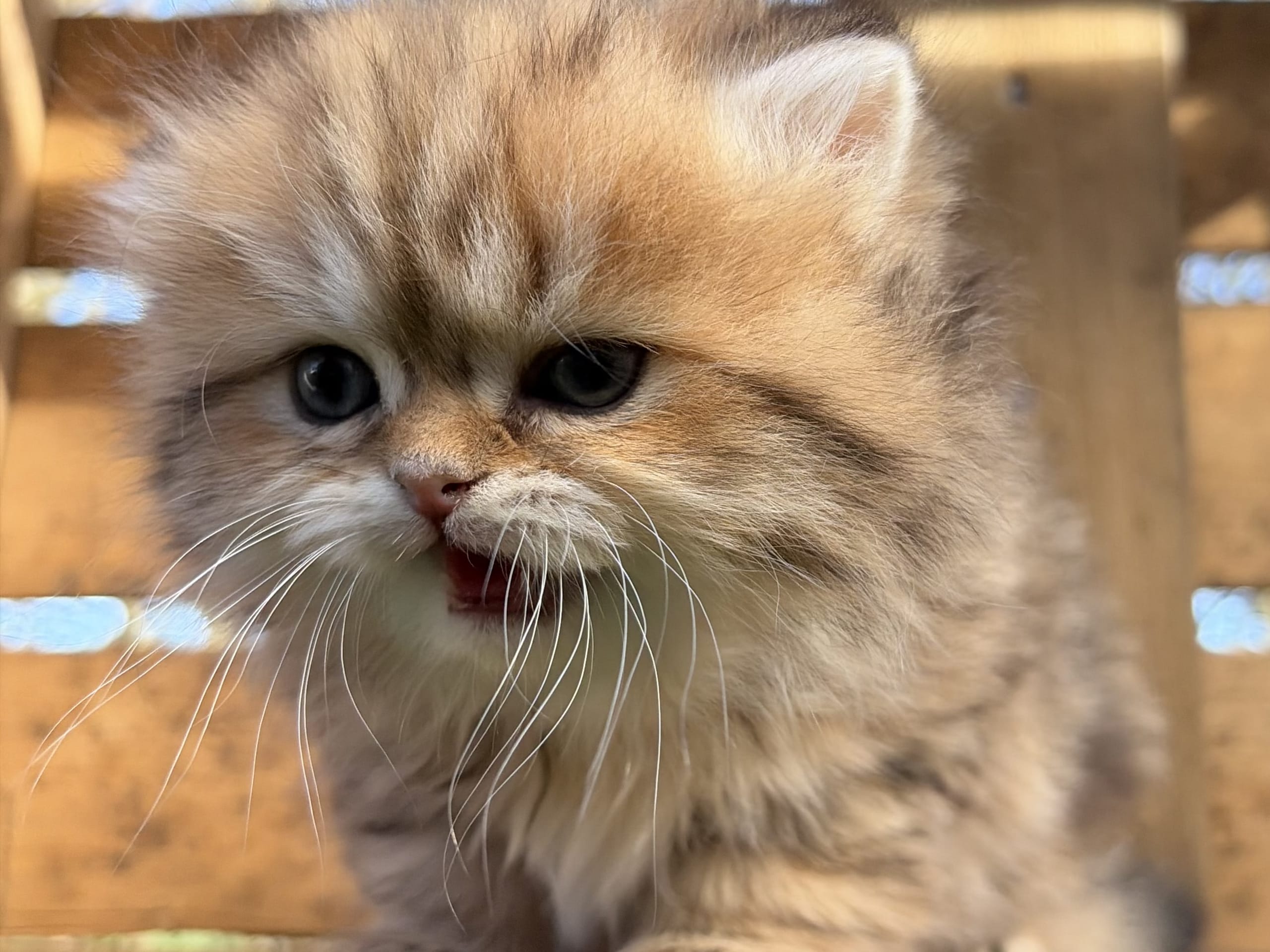 SE*Lilla Kattmakeriet