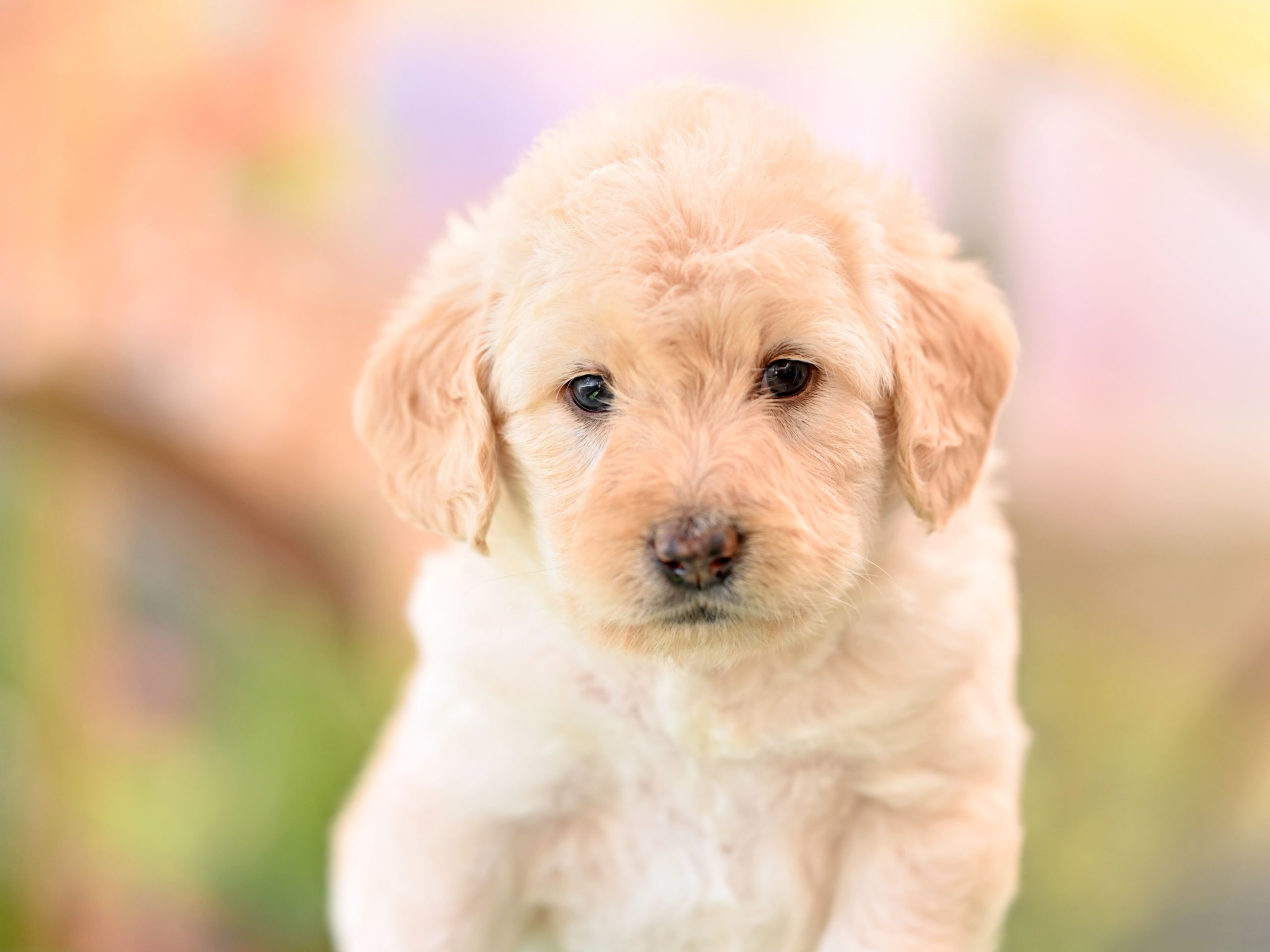 Puppy: Ananas Tingad