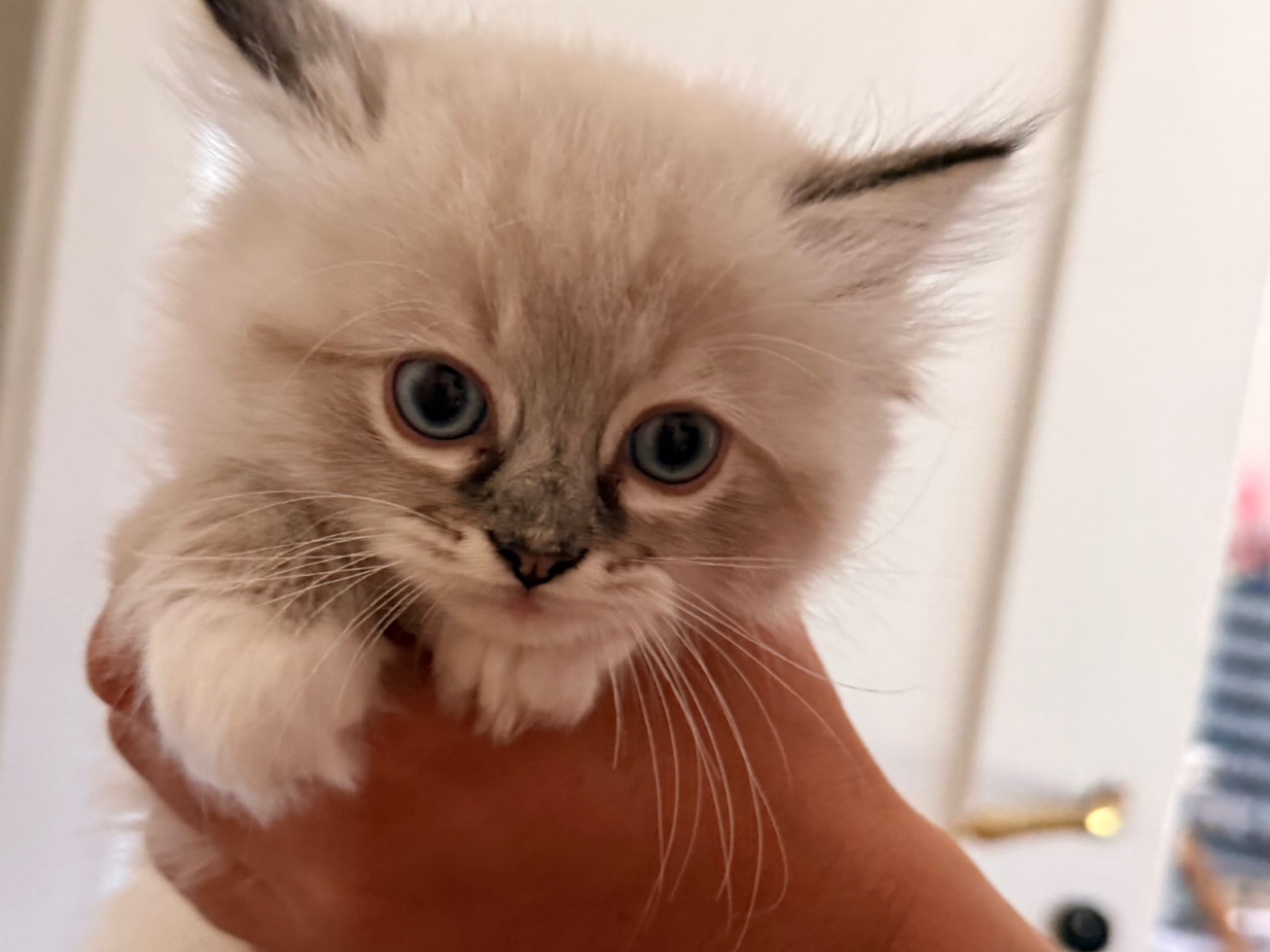 kitten: Hugo boss