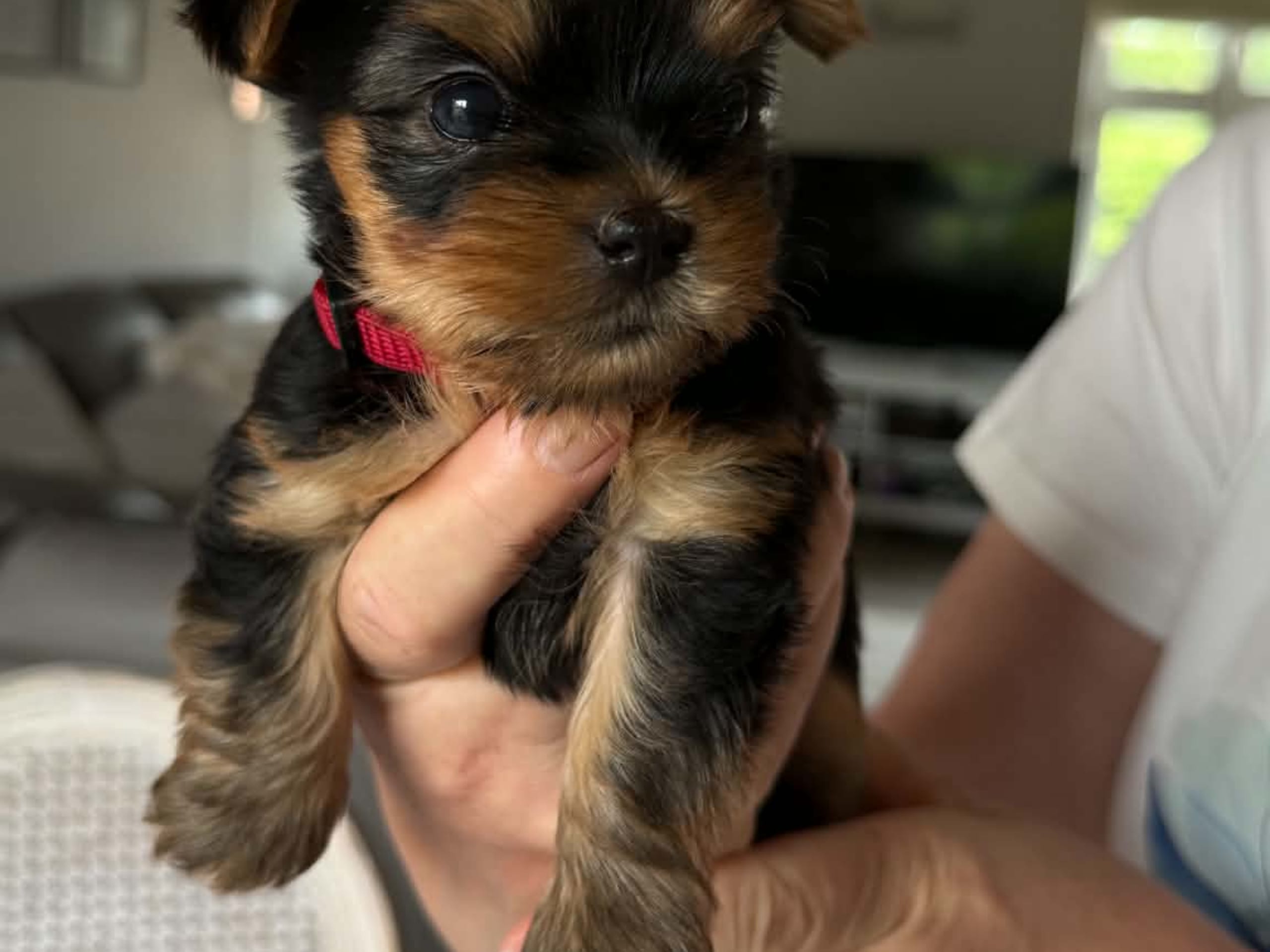 Puppy: Tæve 1