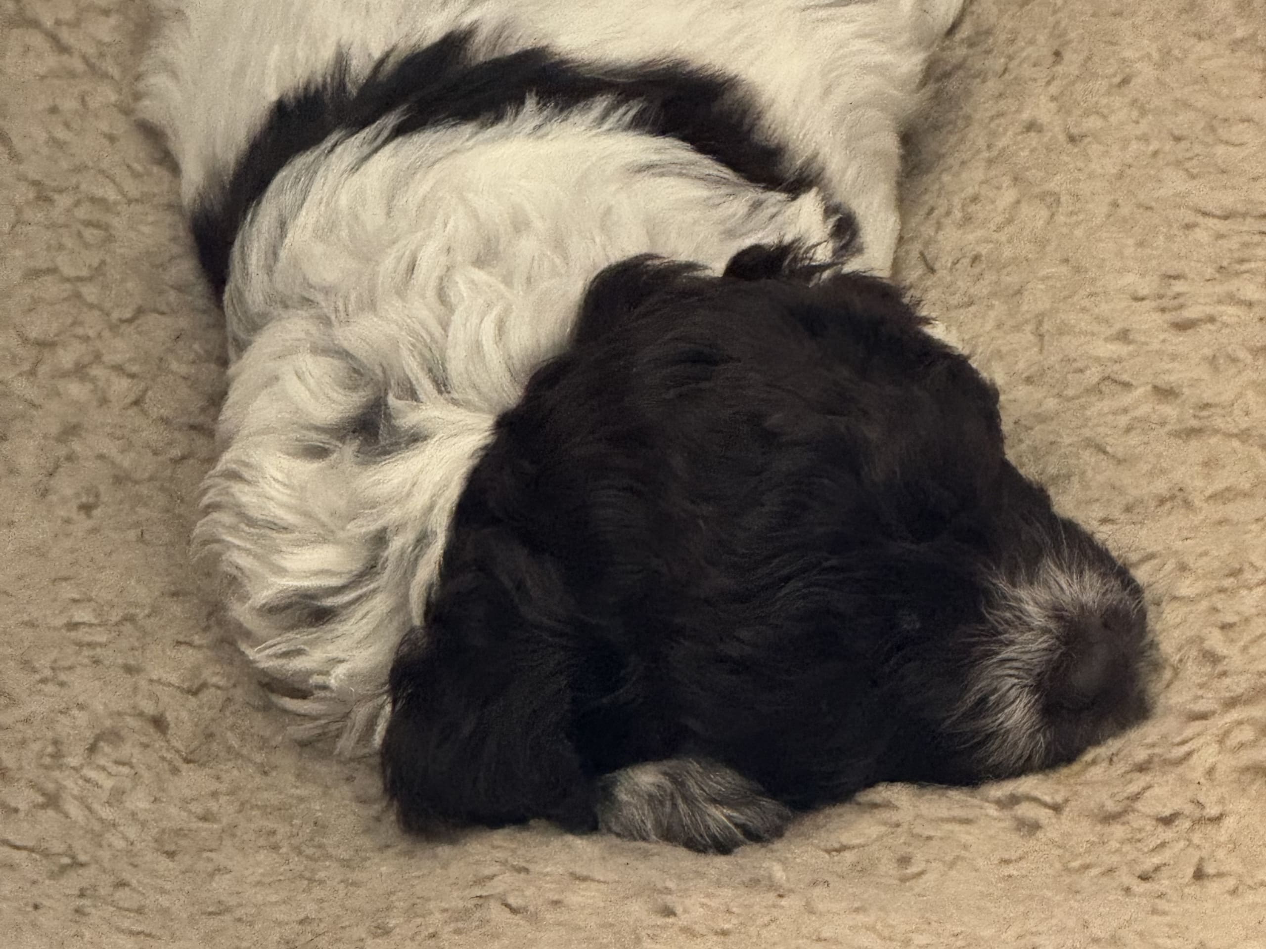Puppy: Hane 1