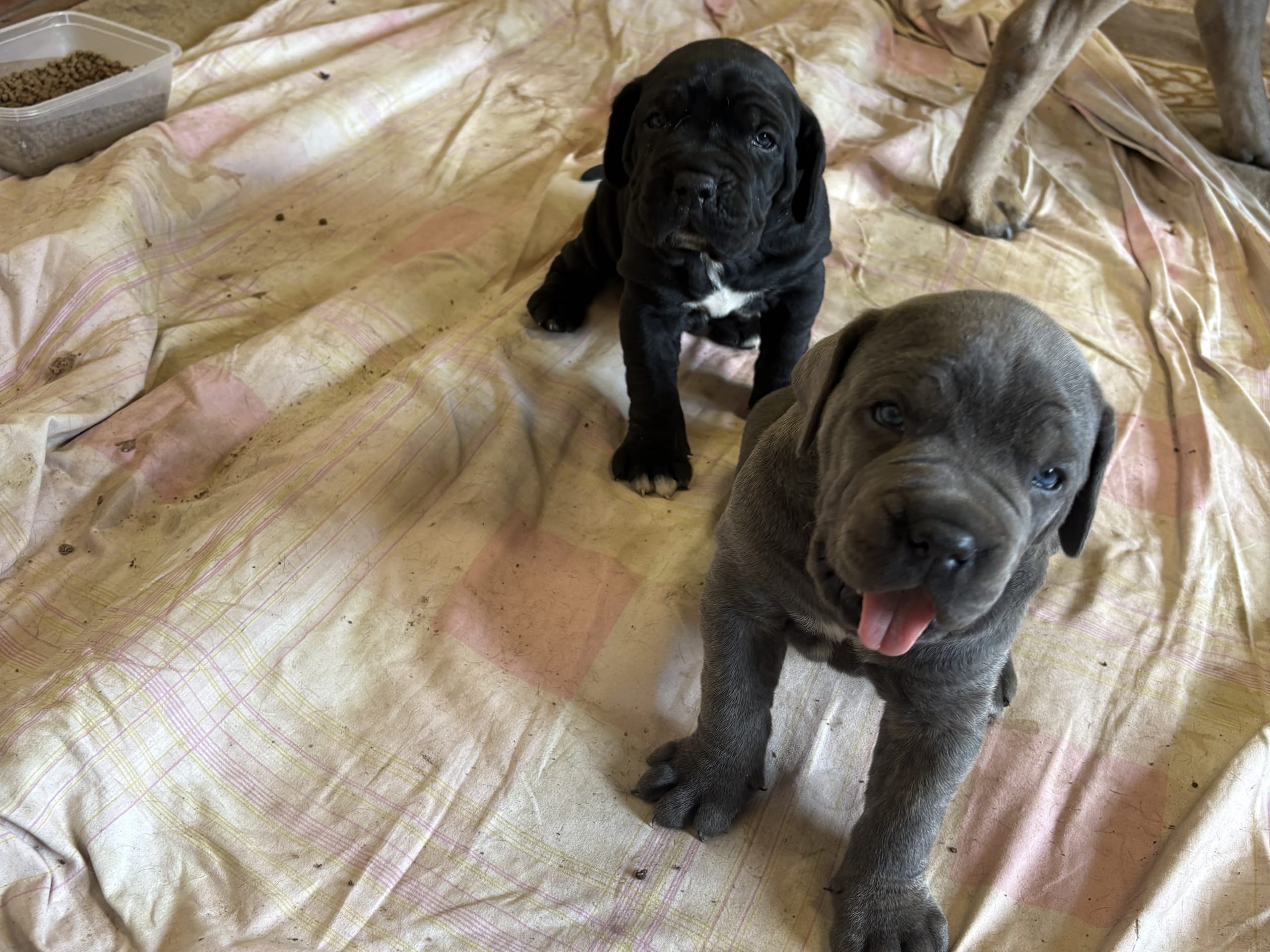 Puppy: Den grå är kilen och den svara är tjej