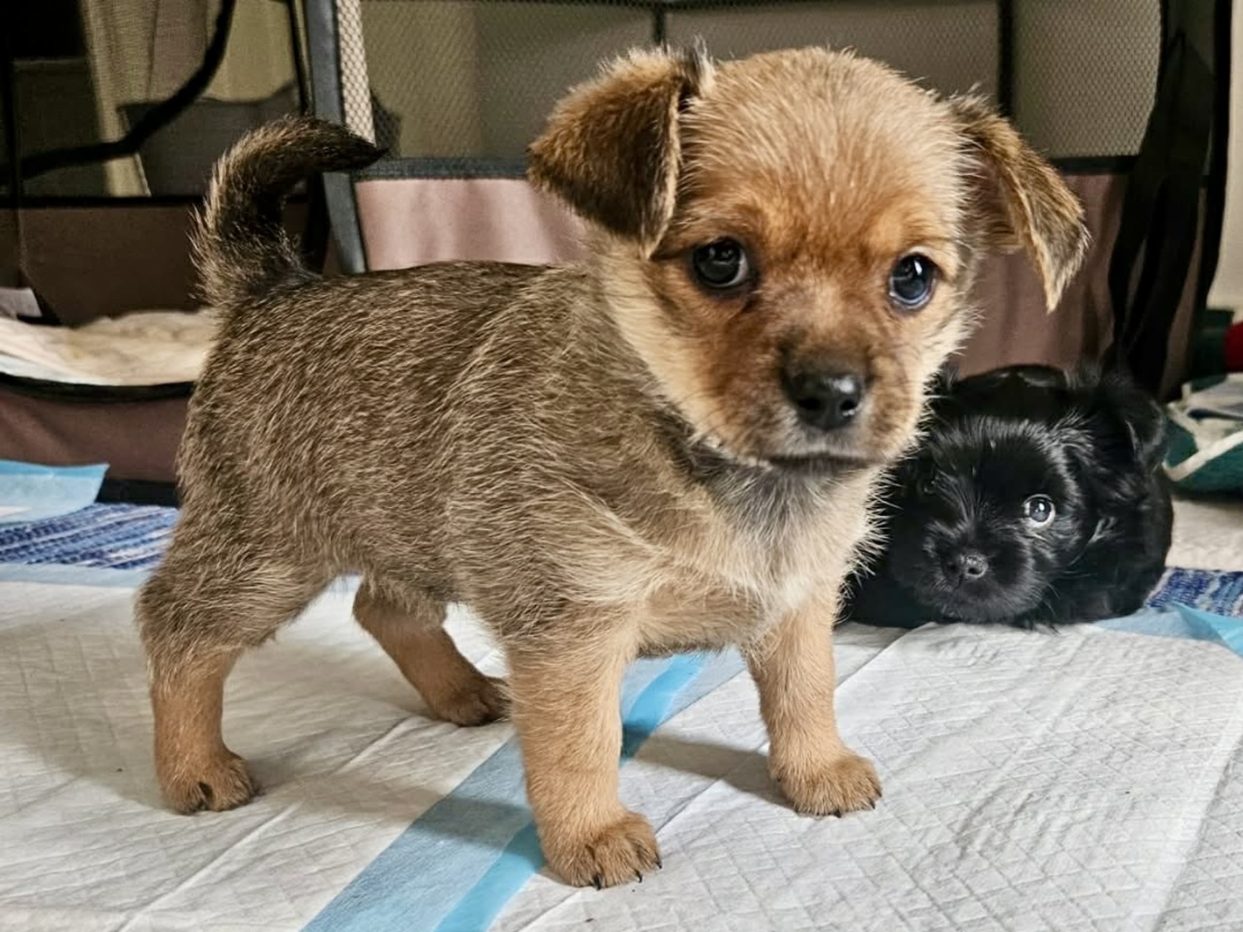 Puppy: Alize
