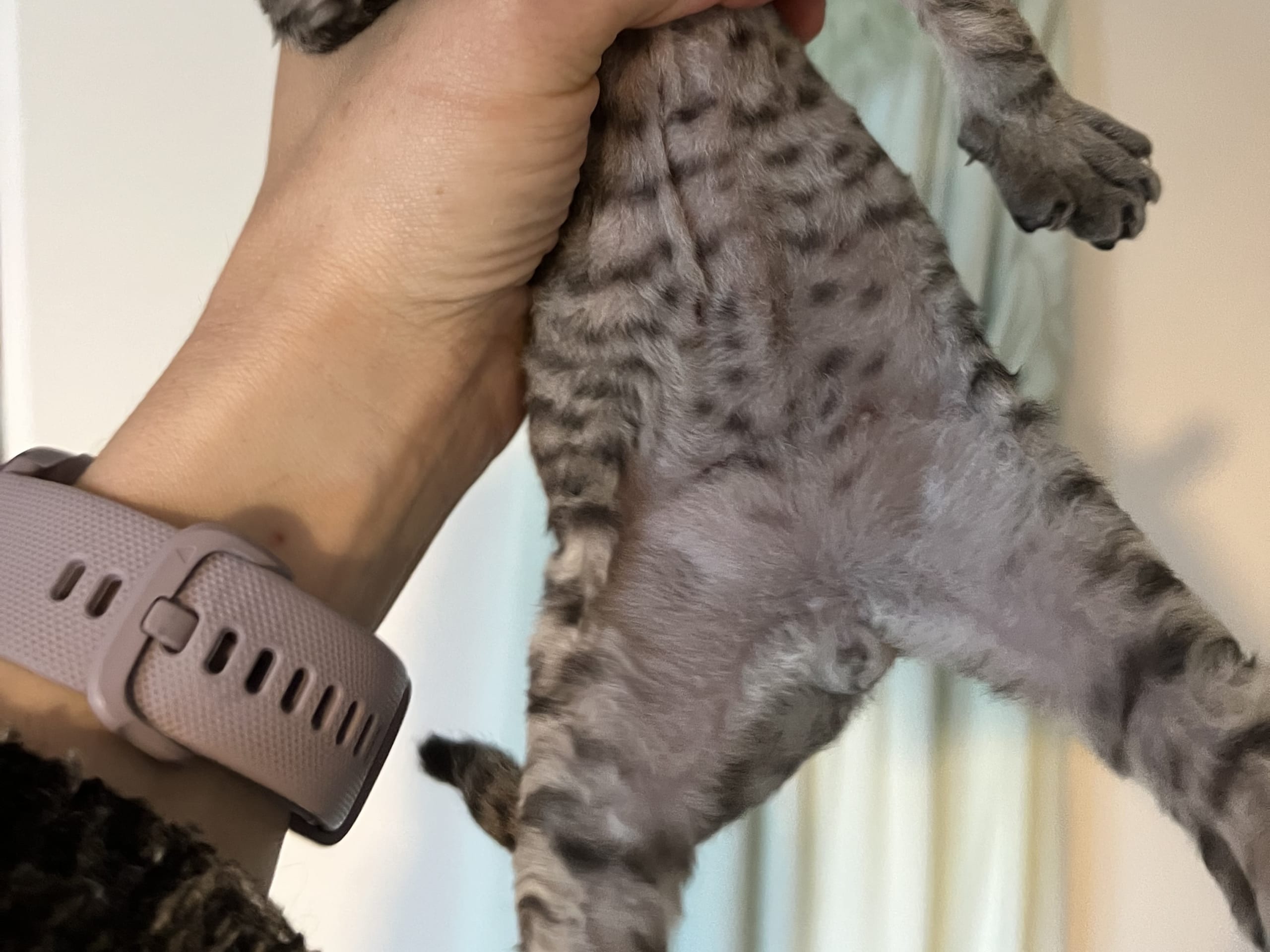 kitten: Hane 1