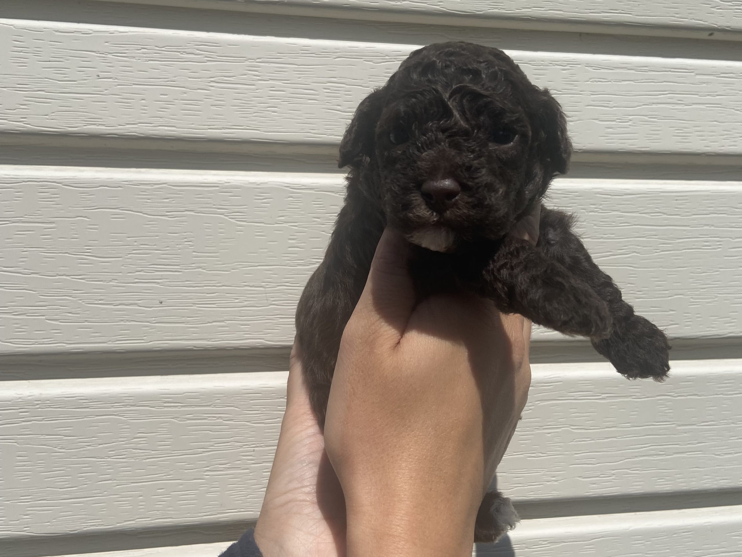 Puppy: Hane 6