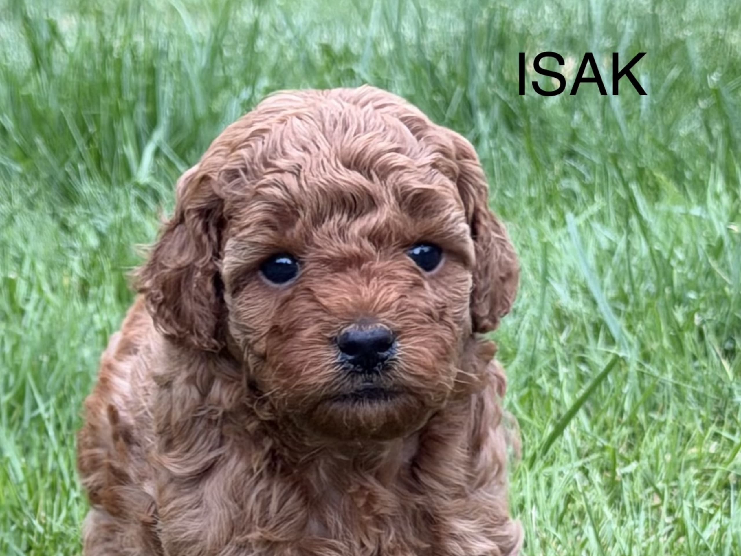 Puppy: Hane 2