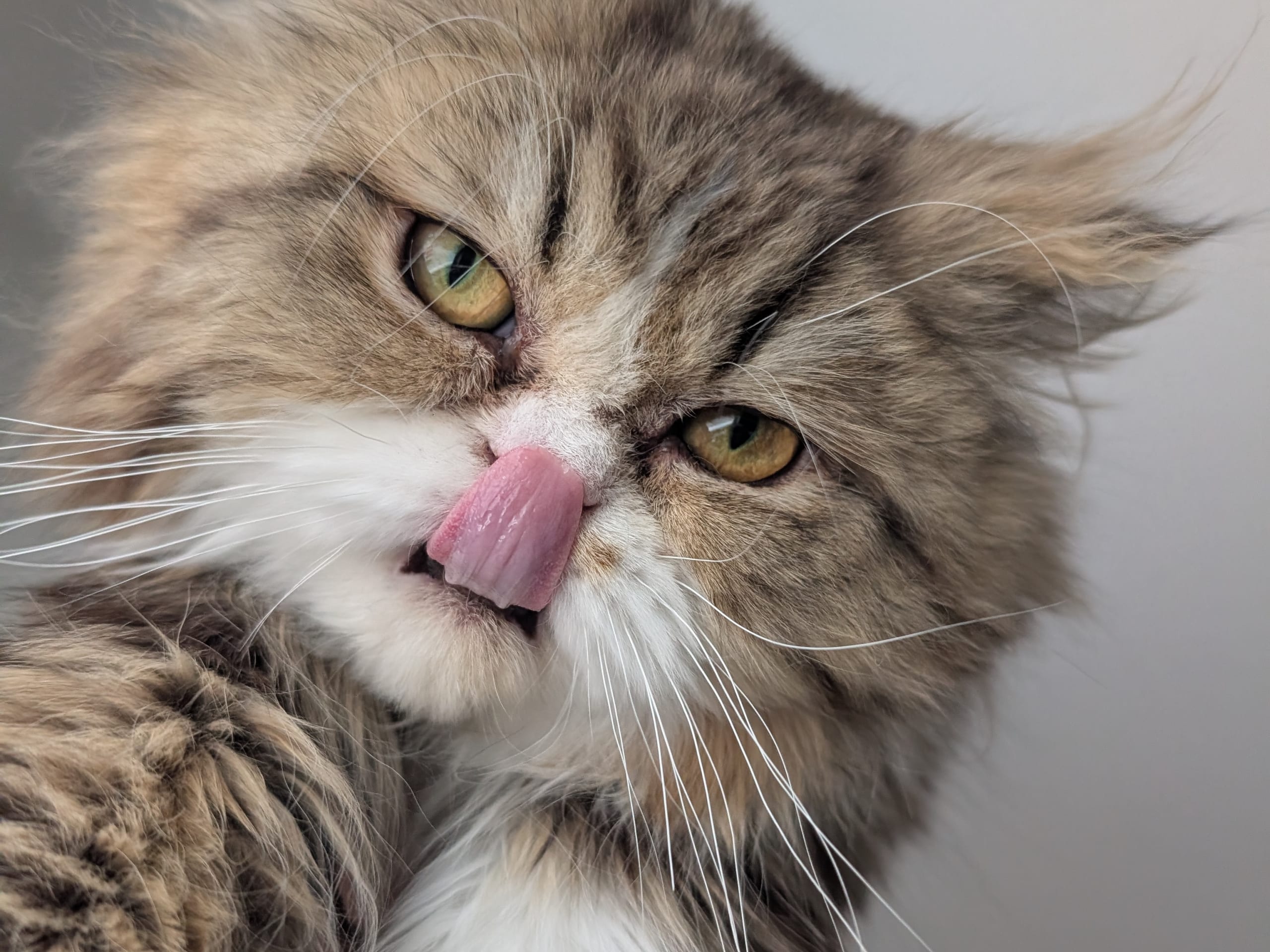 kitten: Hane 1