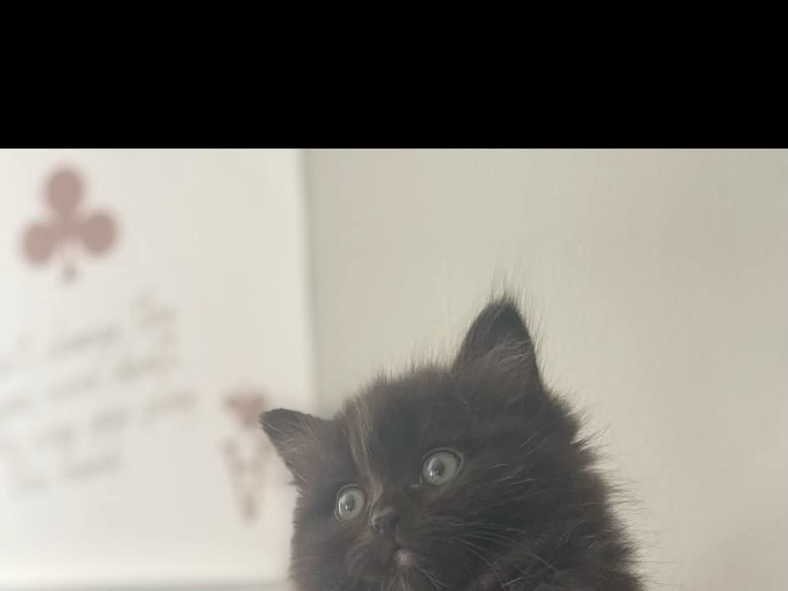 kitten: Änglakatts a warriors call