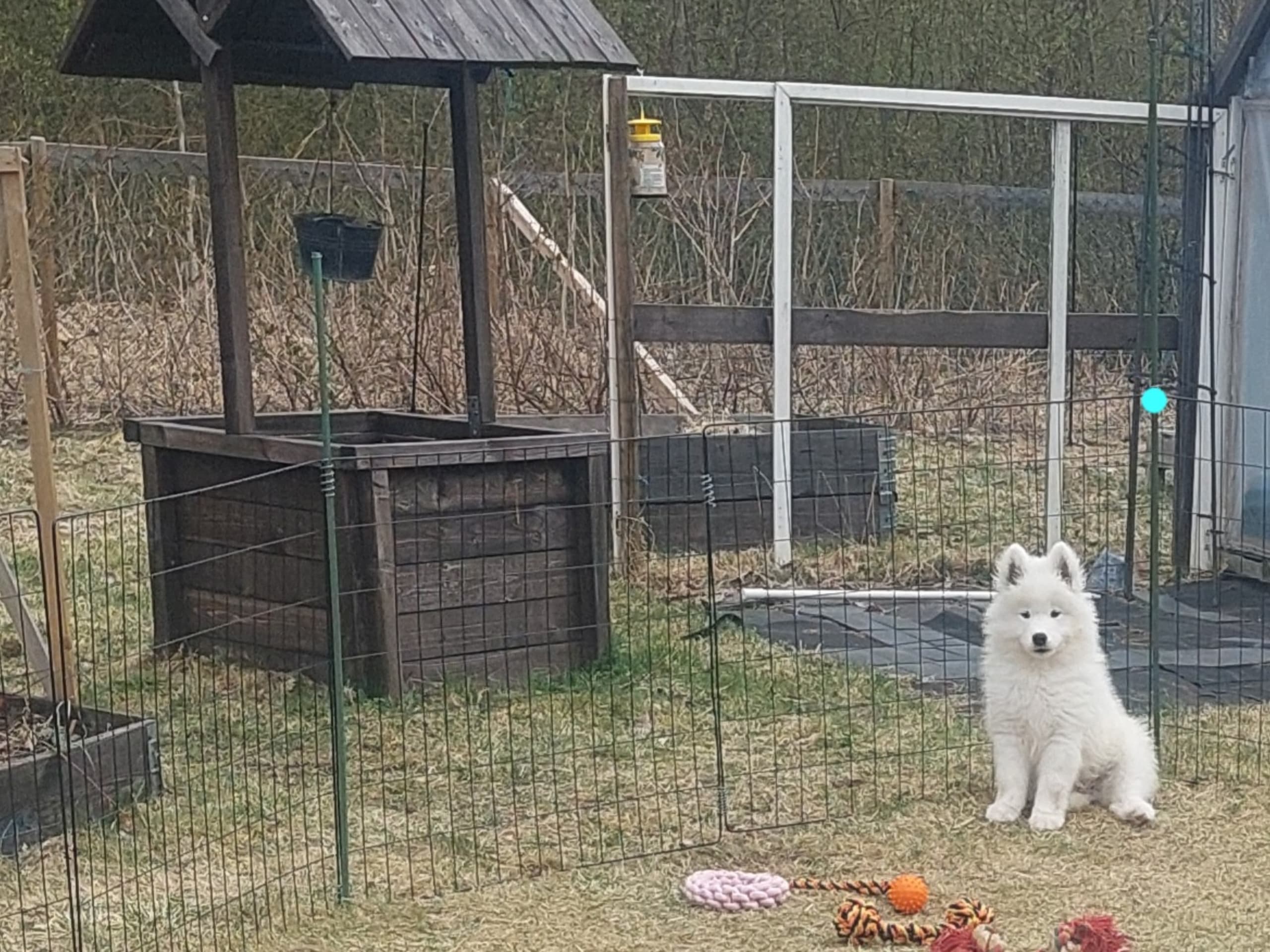 Puppy: Ice