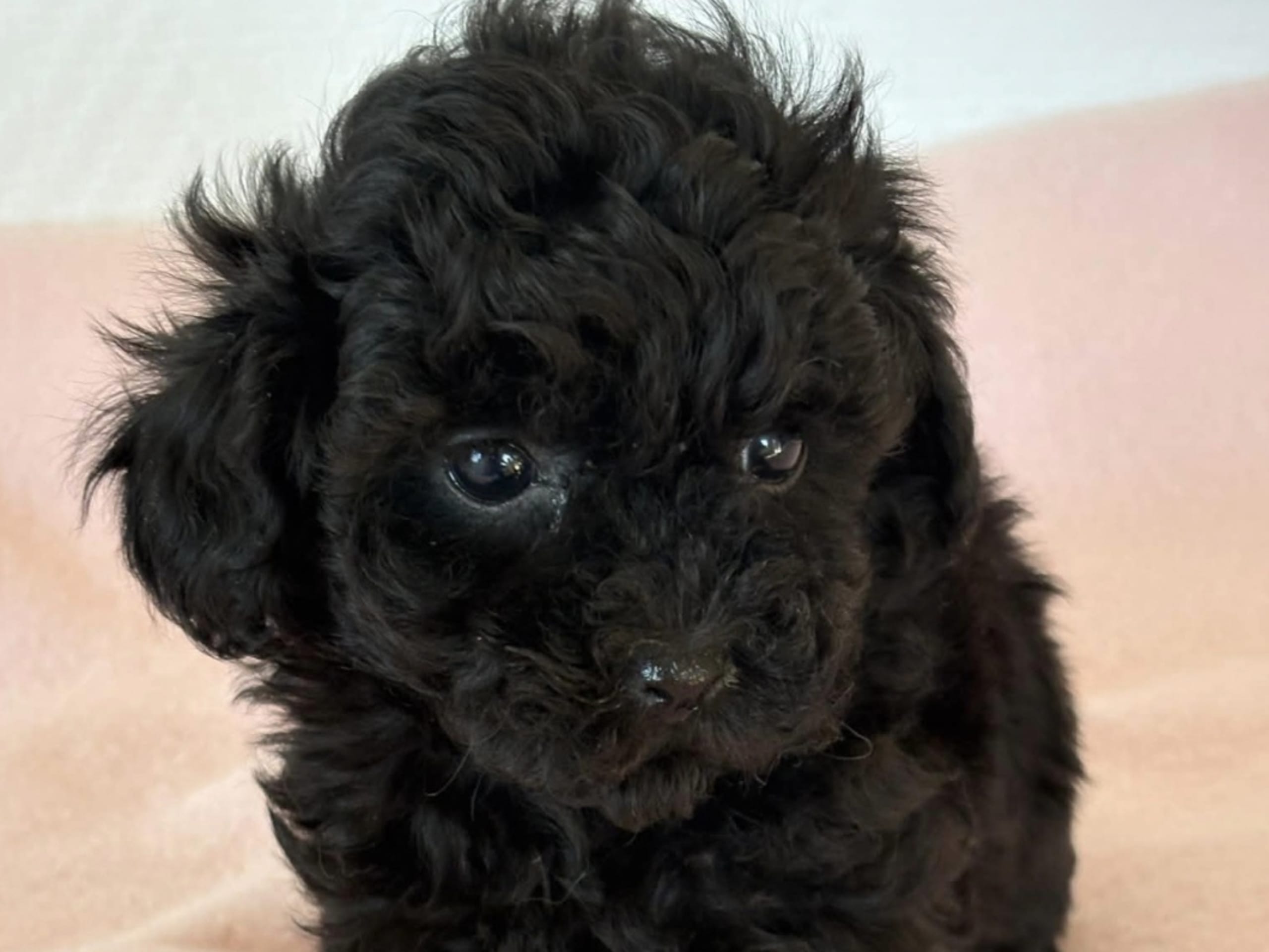 Puppy: Tik 2
