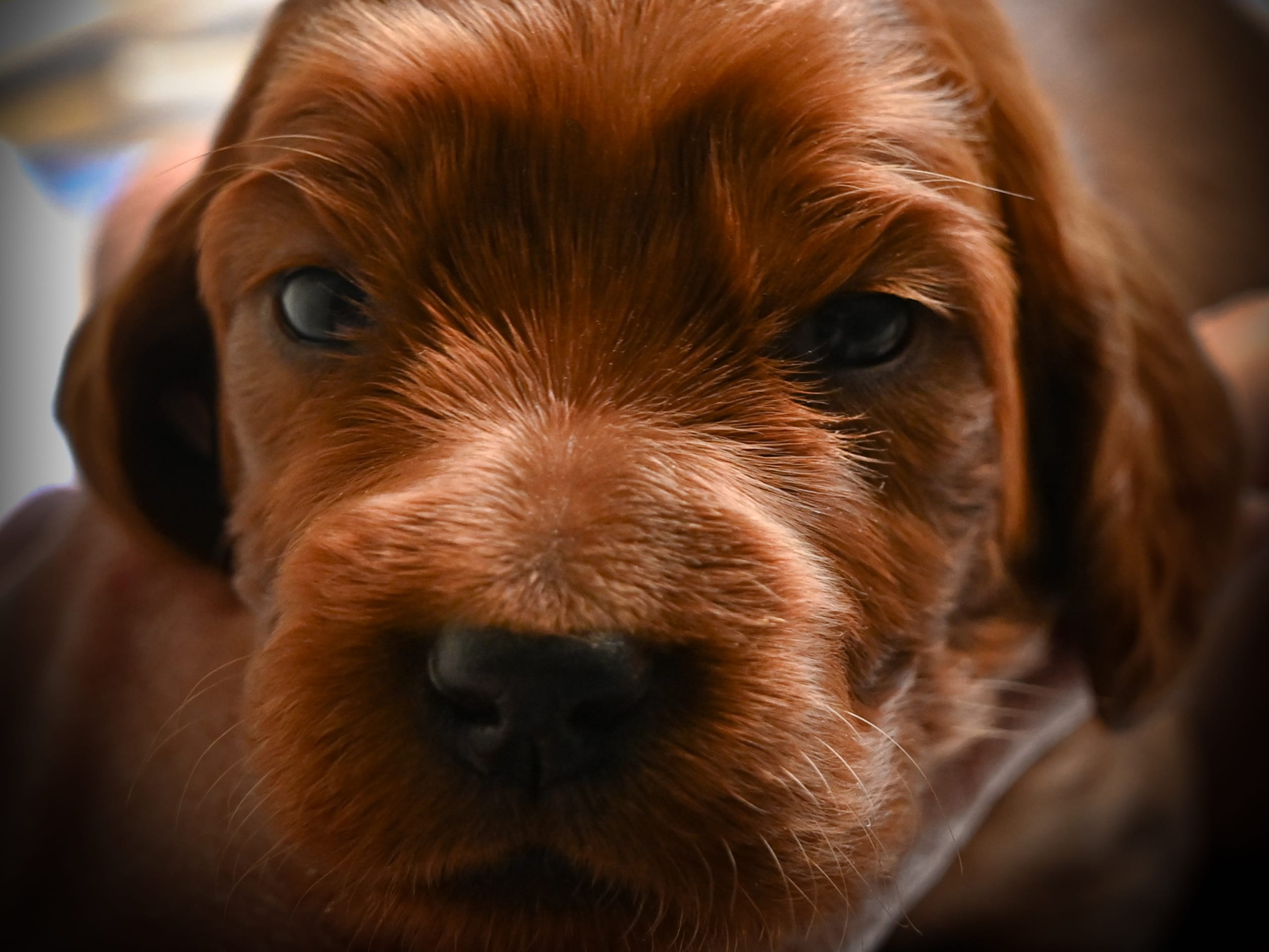 Puppy: REDMOTION MARGOT WALLARD