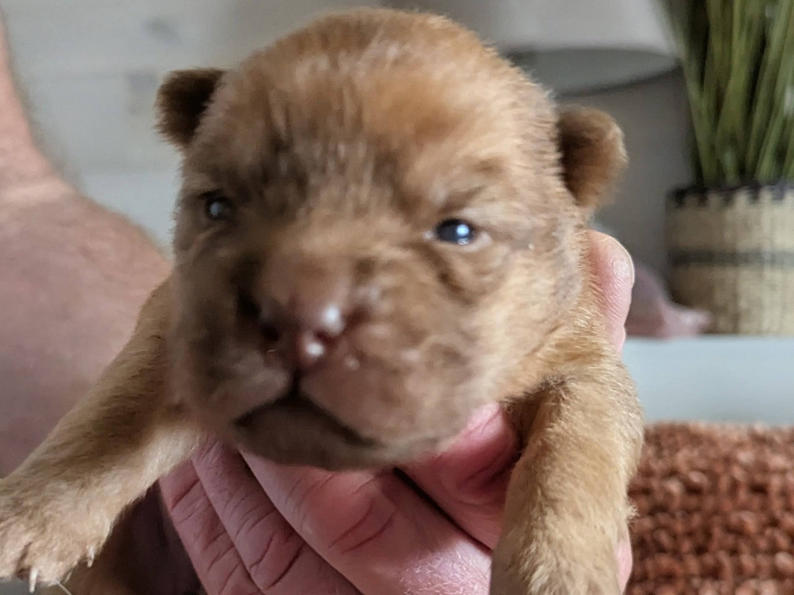 Puppy: Tik 1