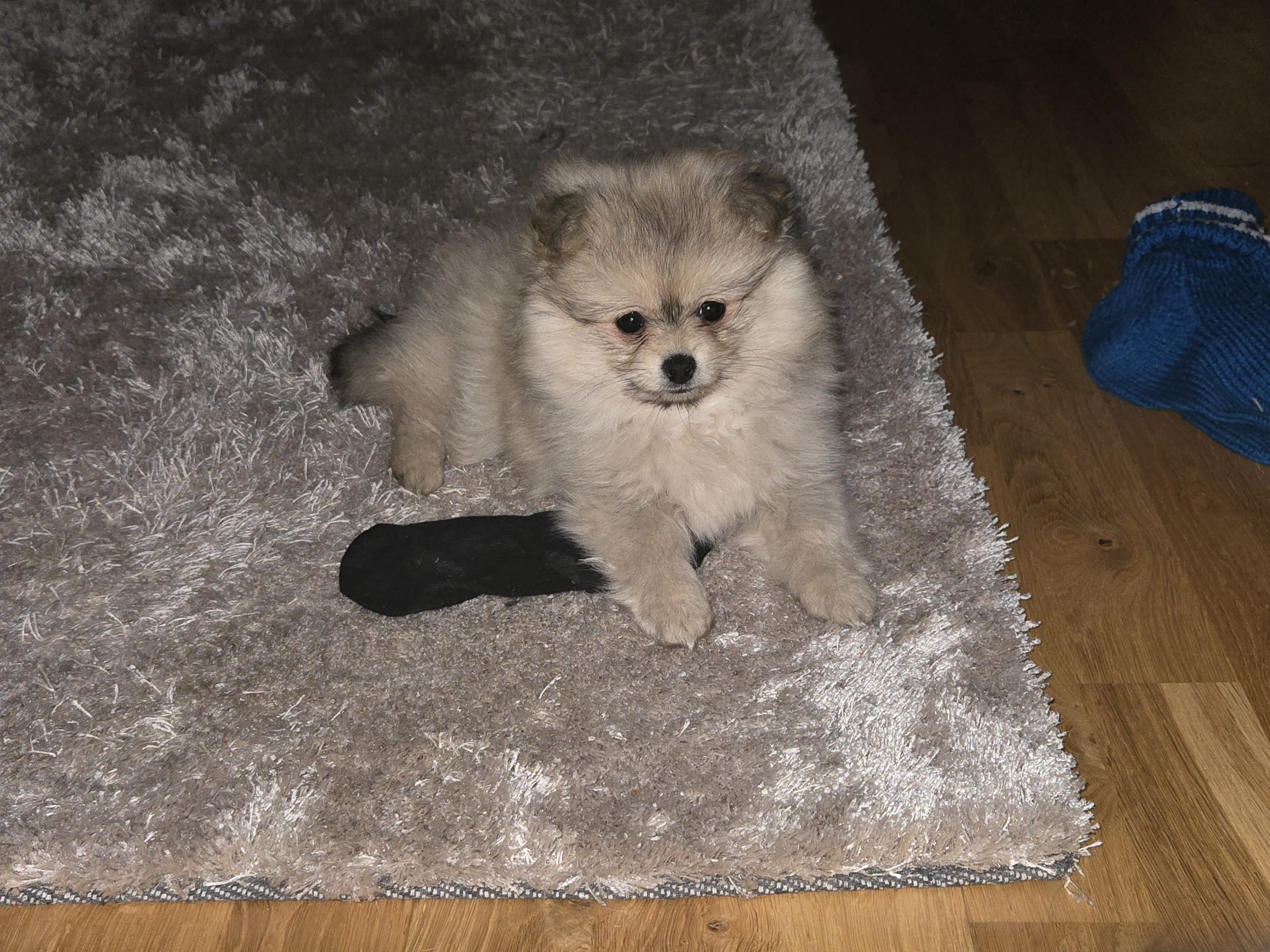 Puppy: Lexie