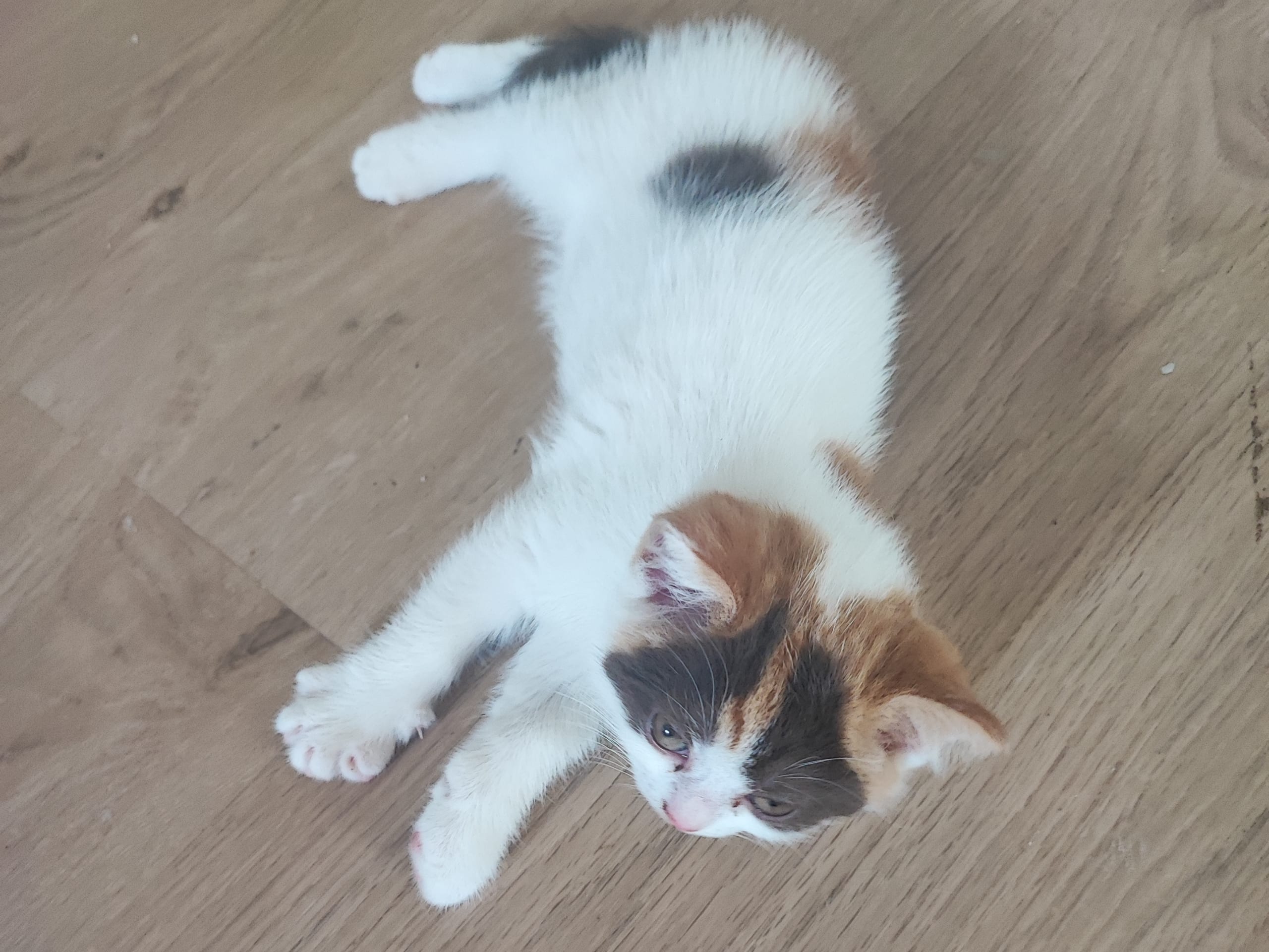 kitten: Hona 3