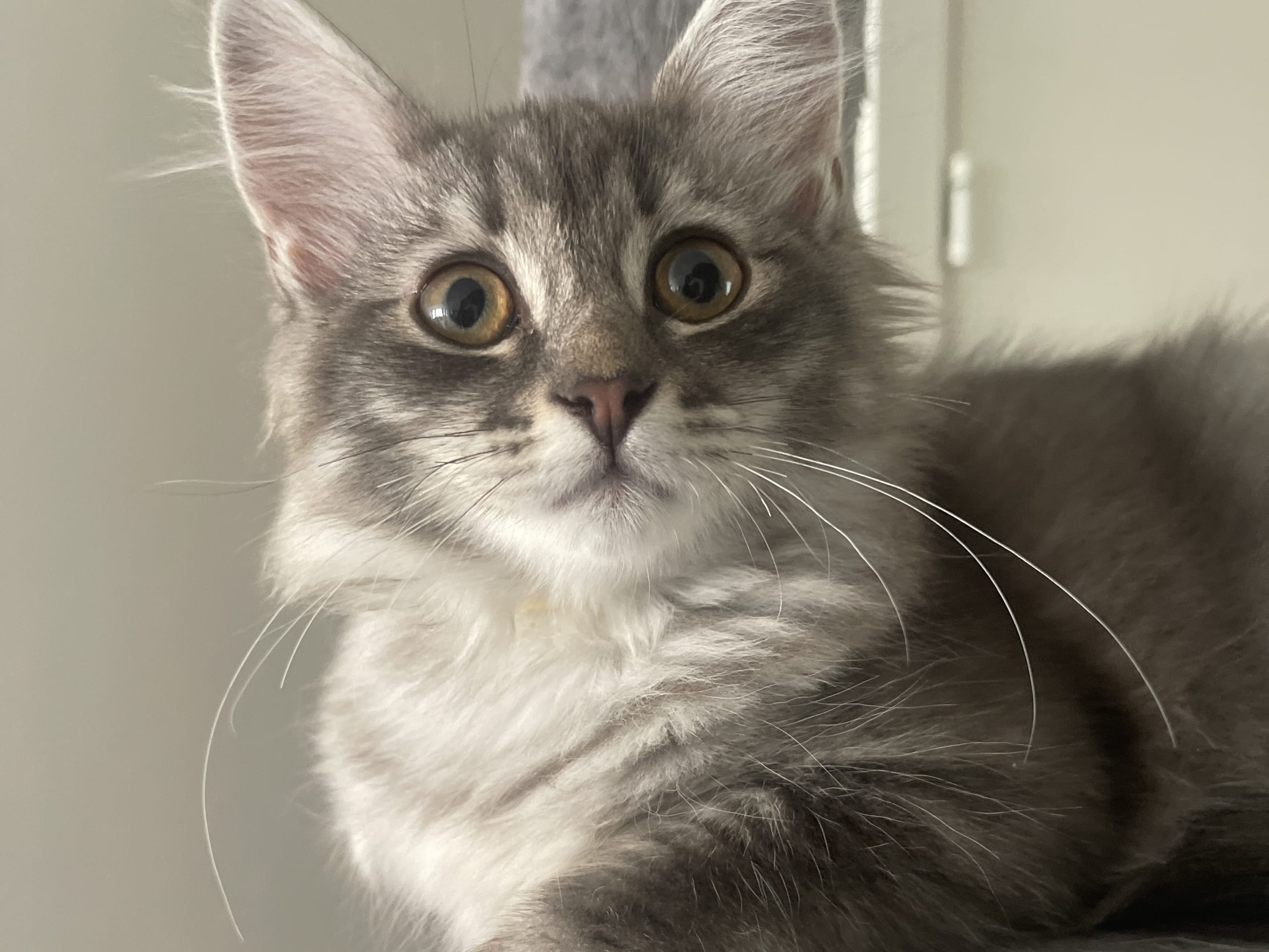 kitten: Sonja (gul)