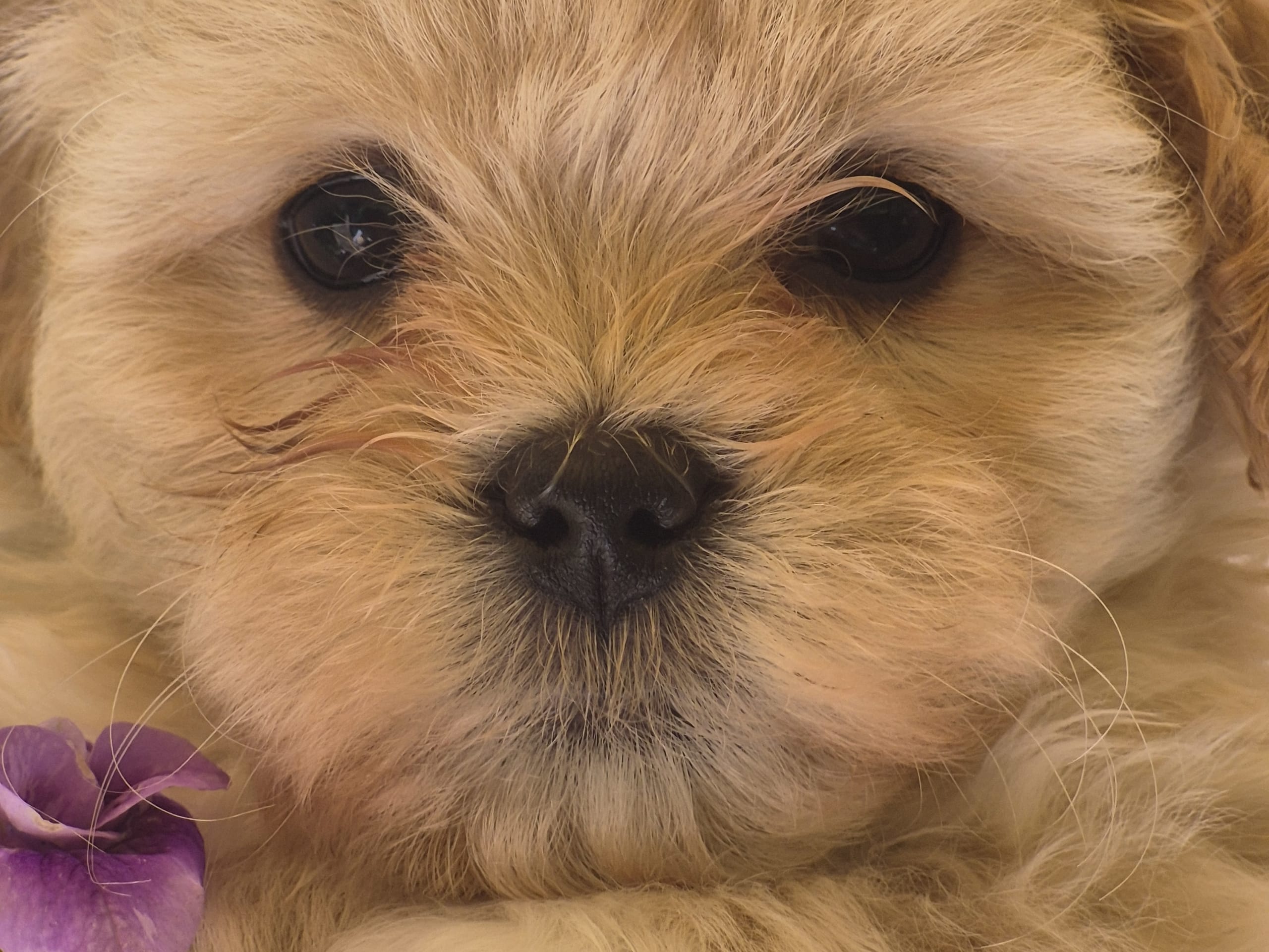 Puppy: Hane 2