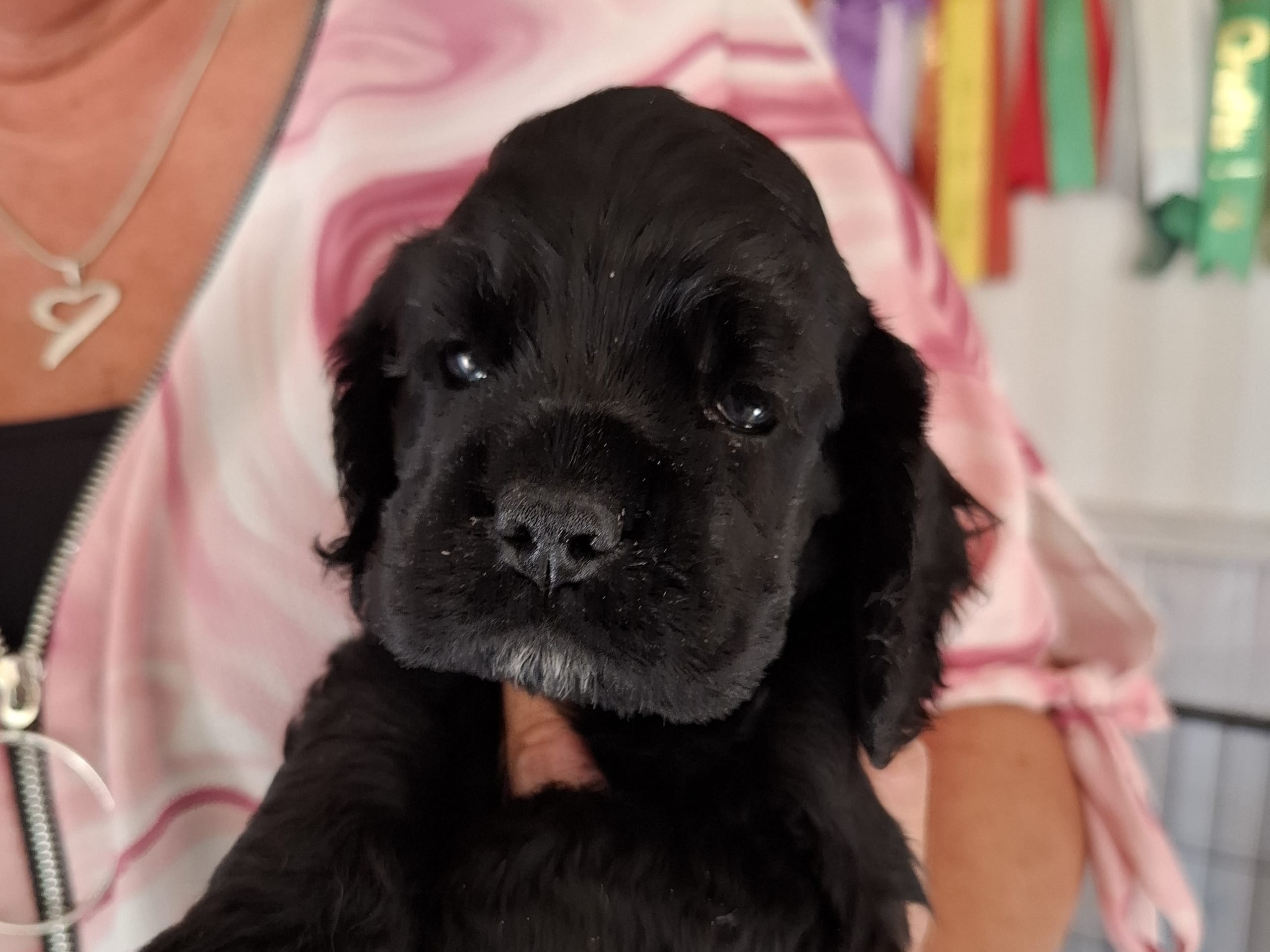 Puppy: Amerizells Incredible Choice