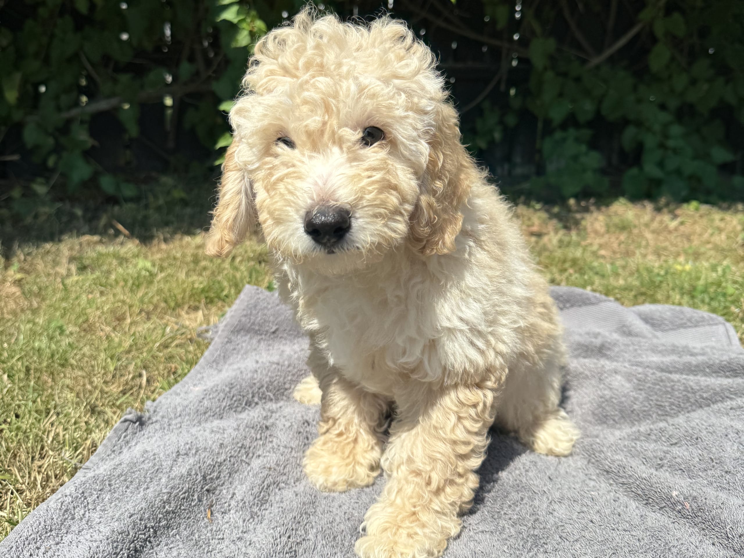 Puppy: Hane 3