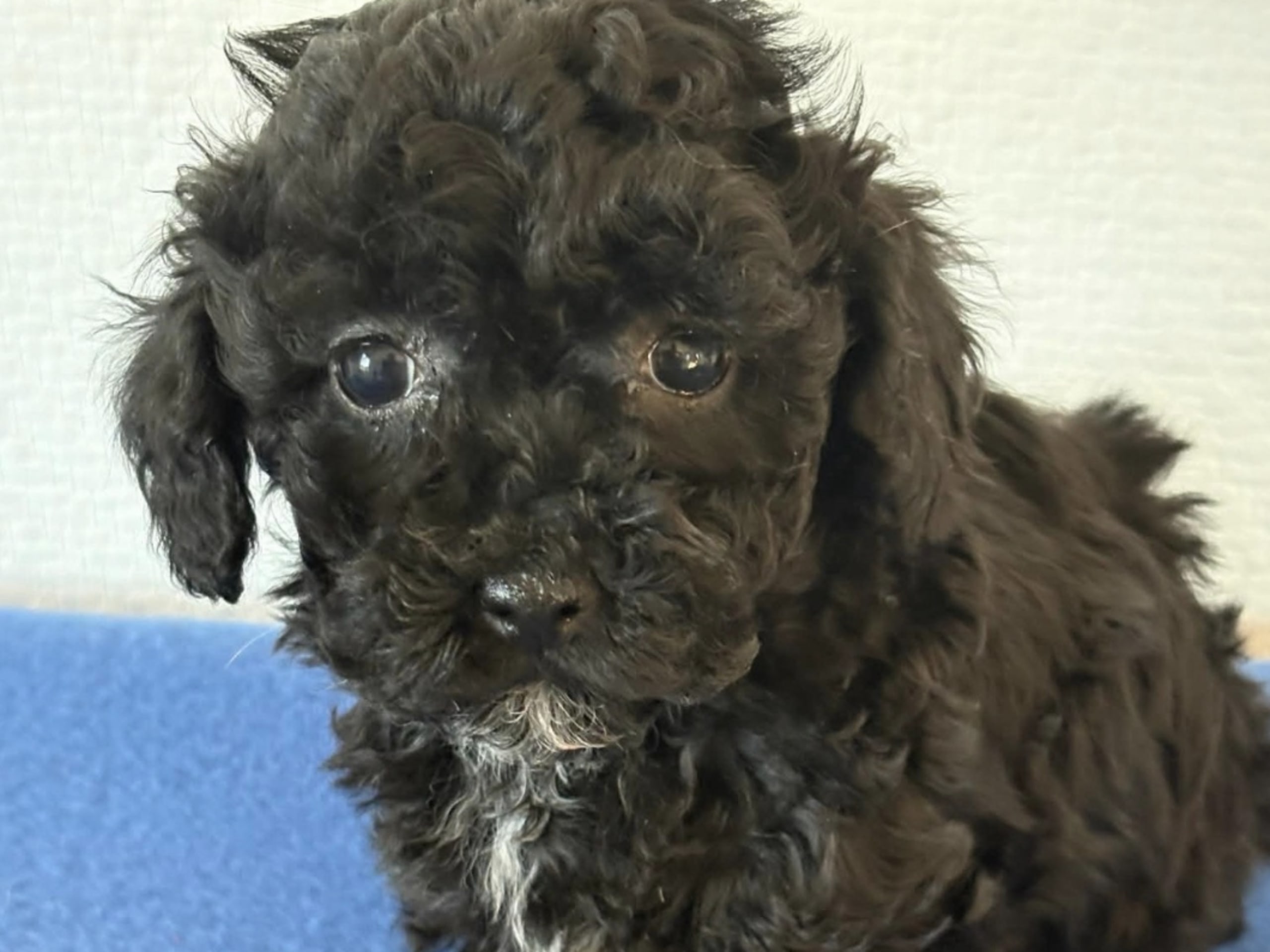 Puppy: Tik 3