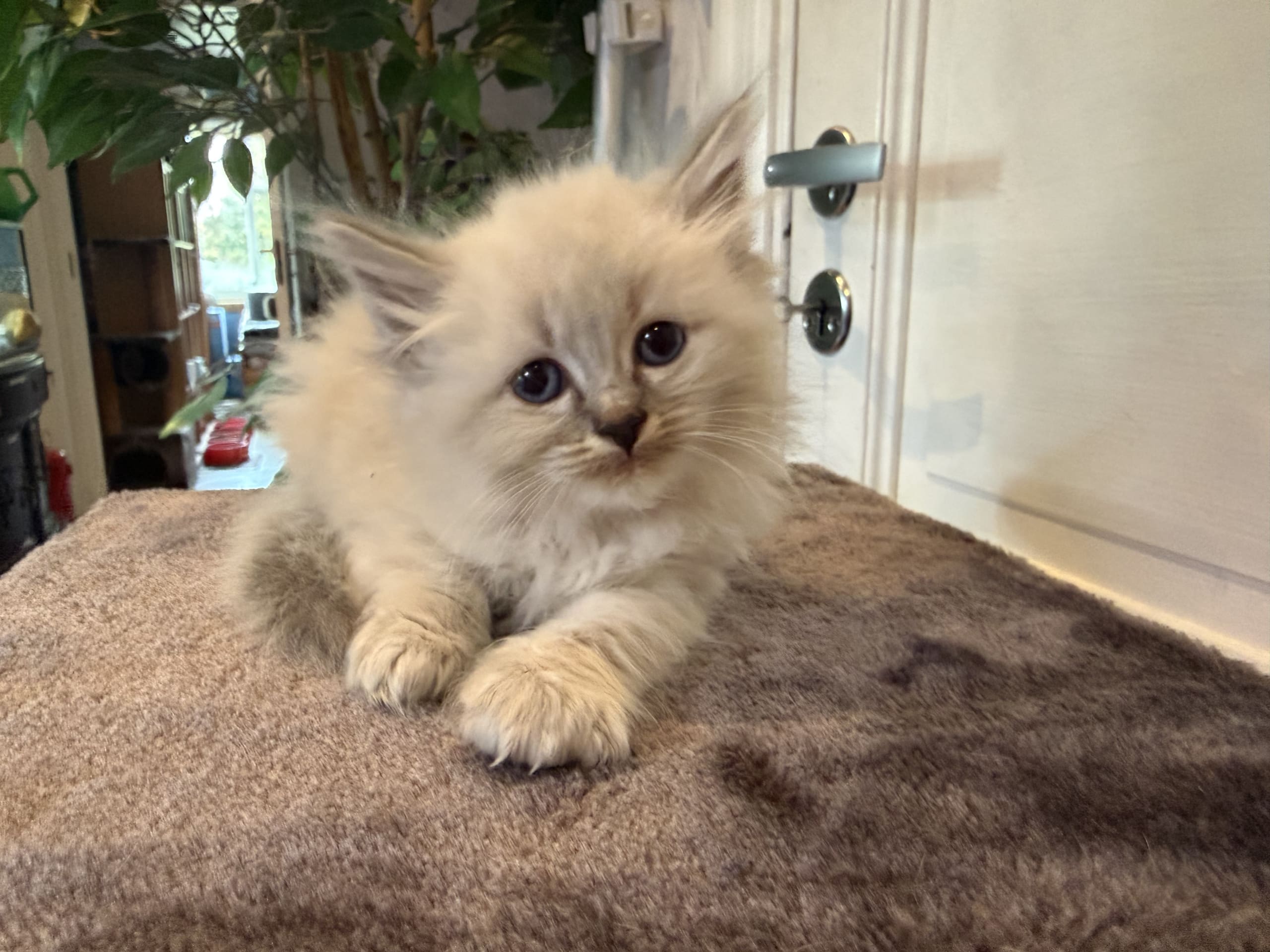 Pia