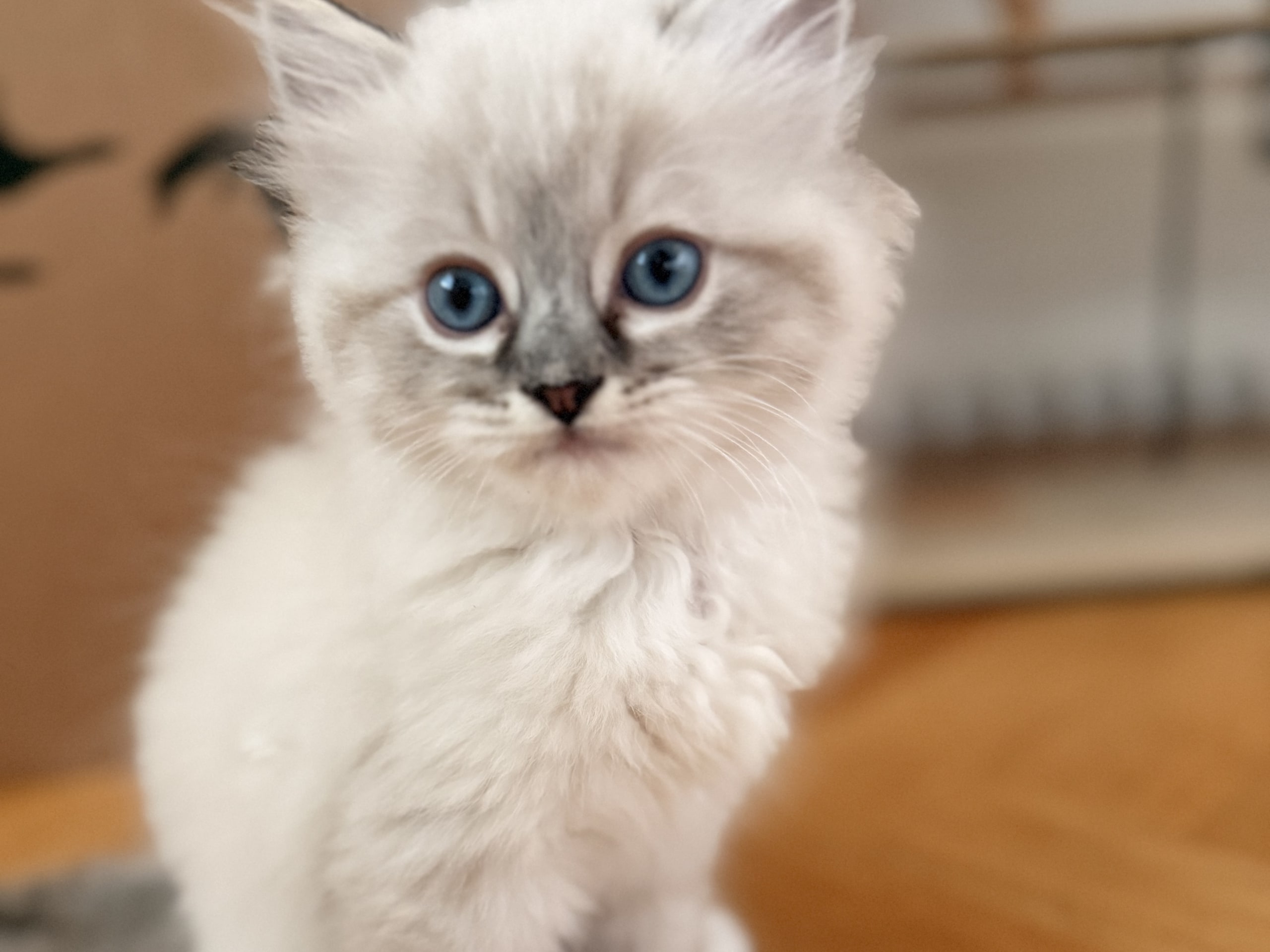 kitten: Prada