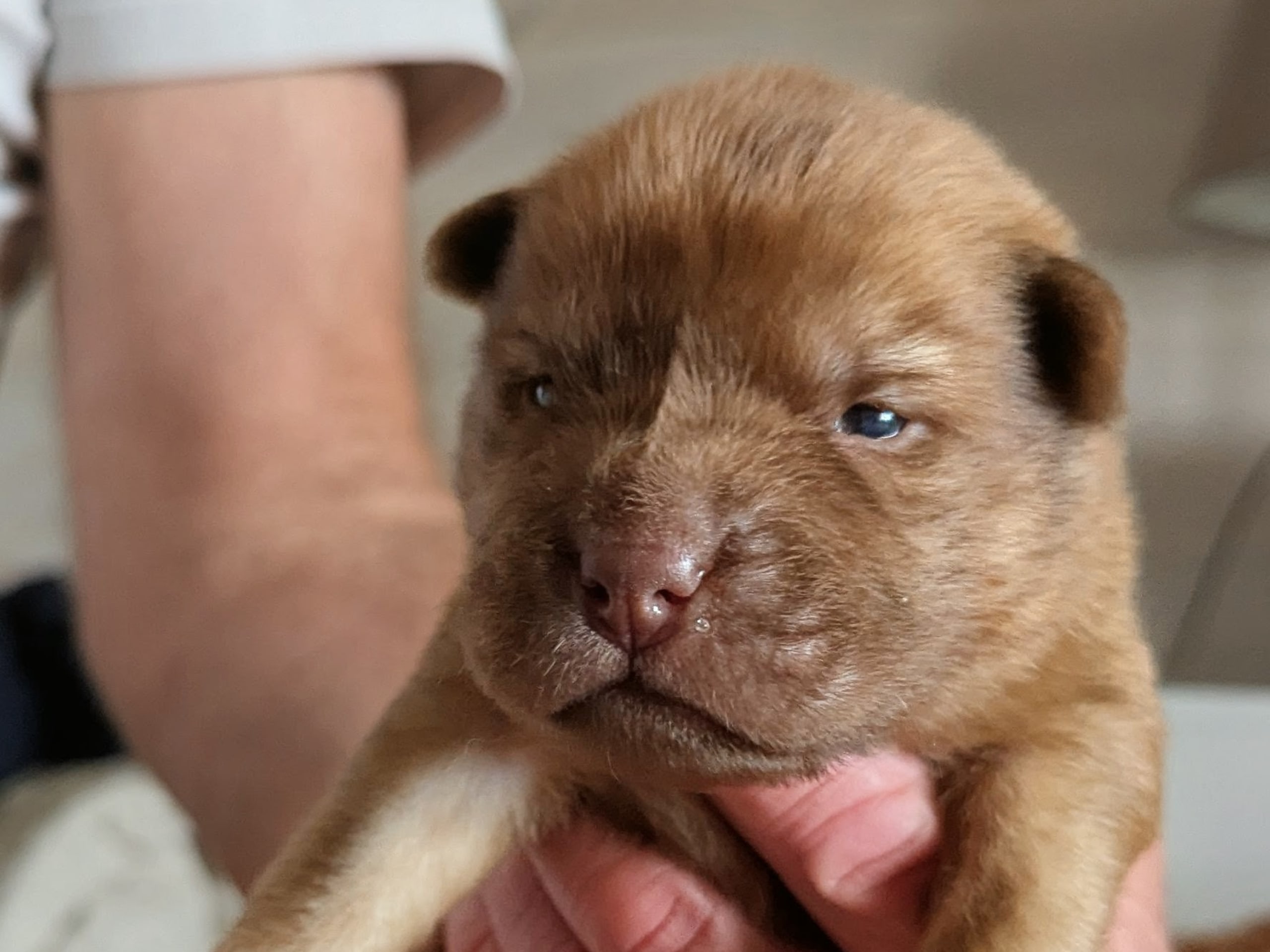 Puppy: Hane 4