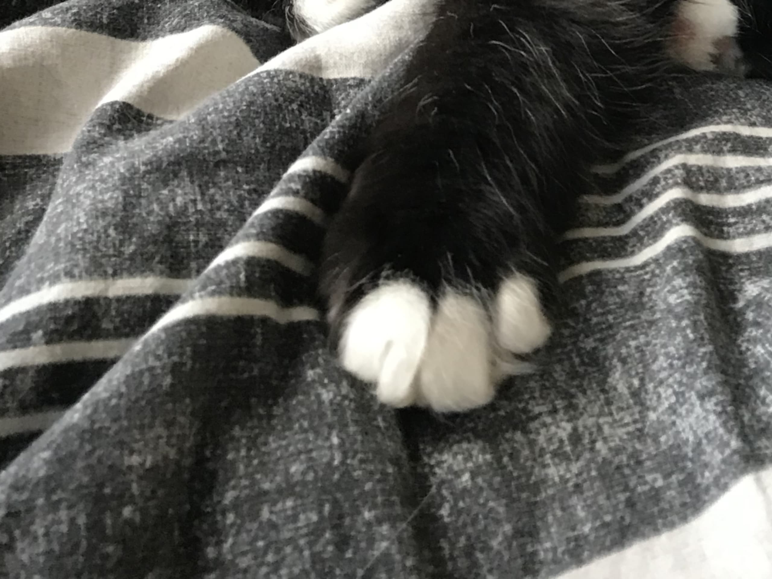kitten: Hane 1
