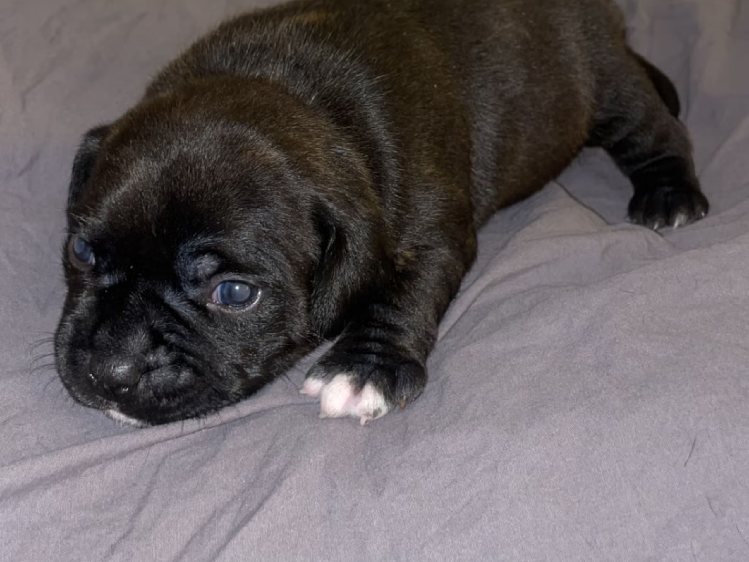 Puppy: Hane 1