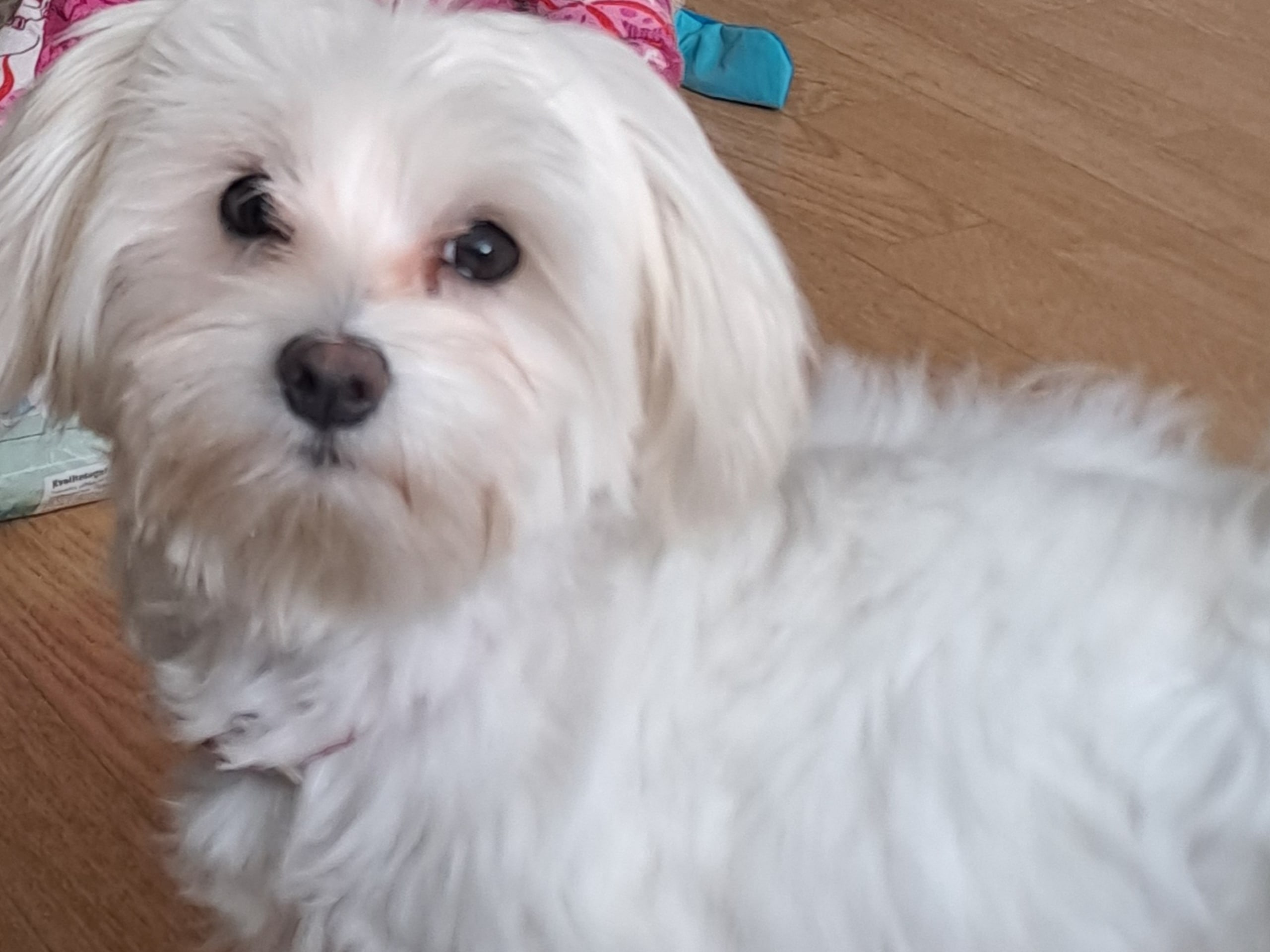 Dog: Tik 1