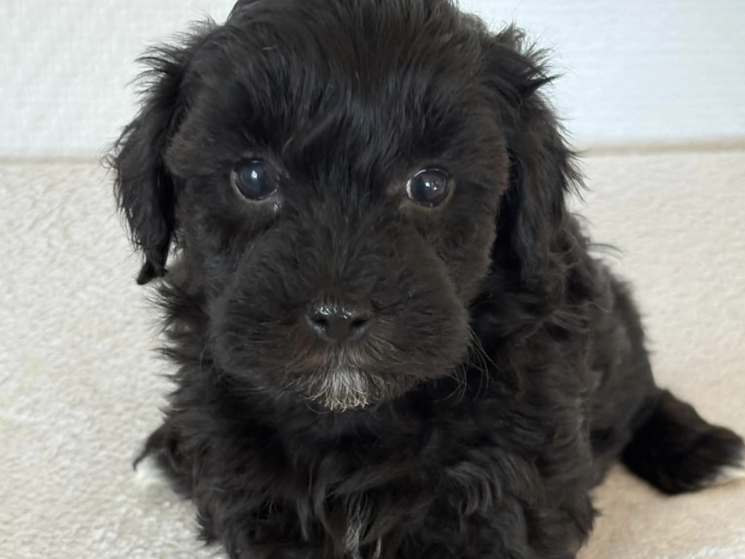 Puppy: Tik 5