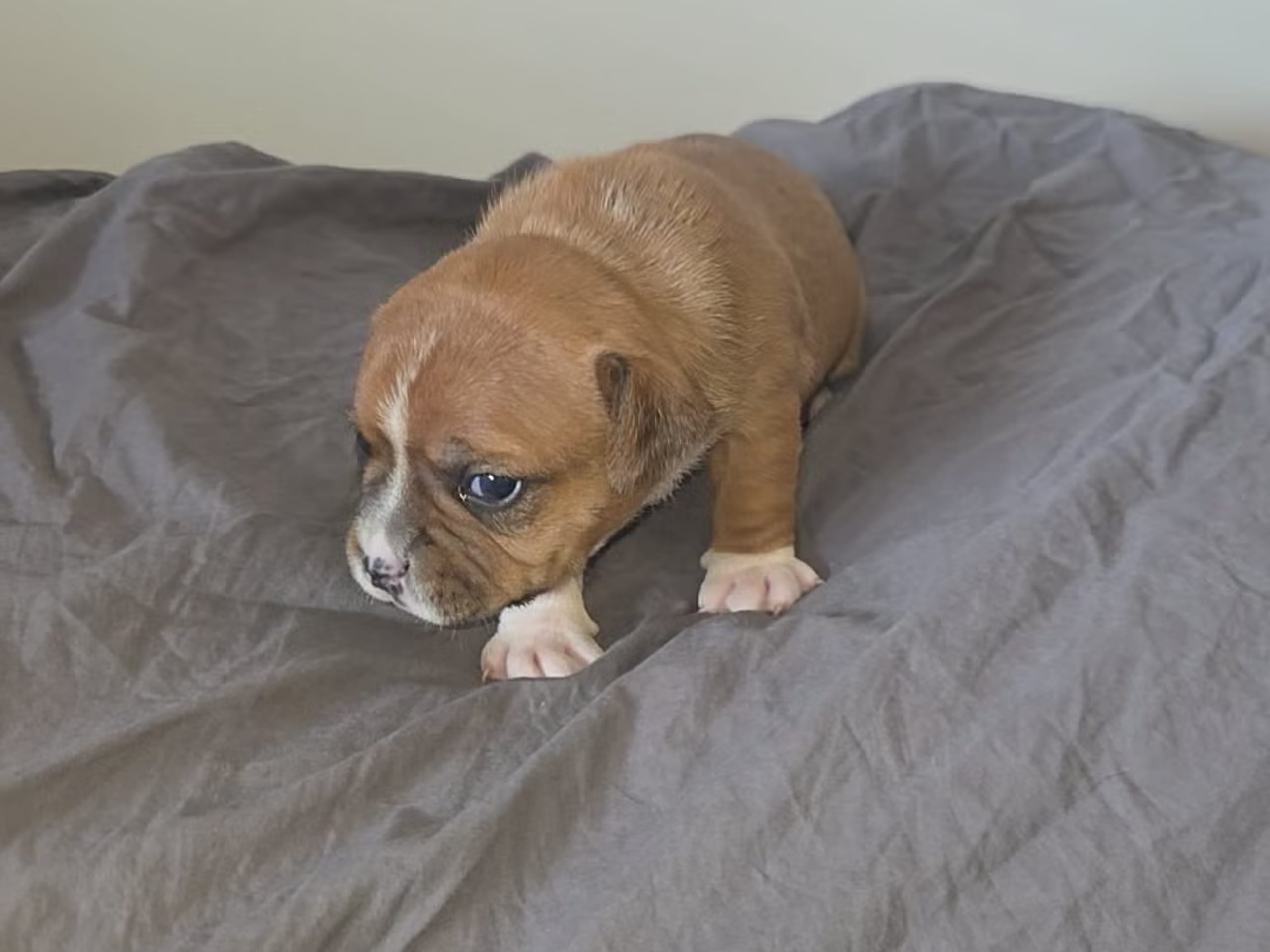 Puppy: Tik 1
