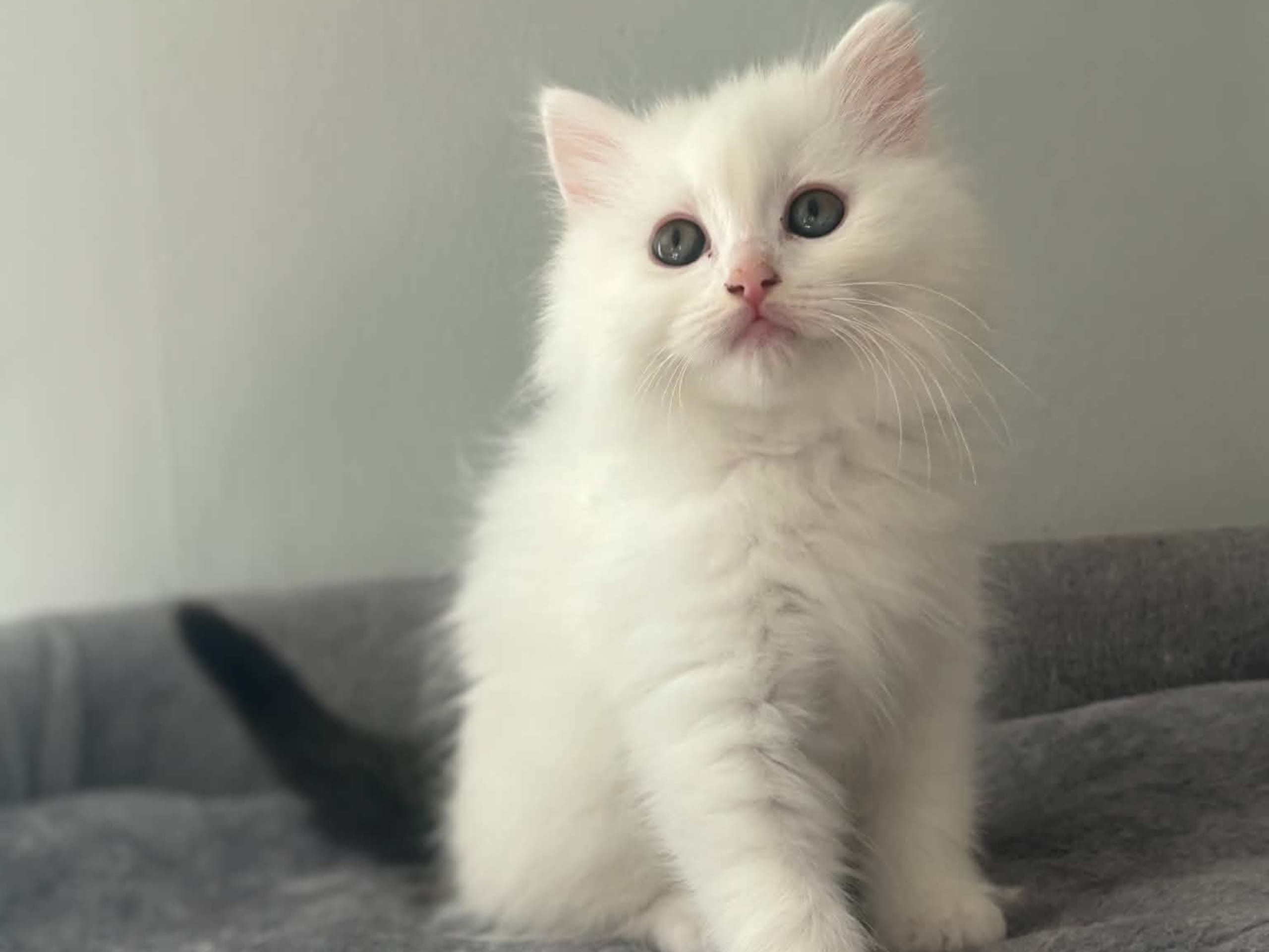 kitten: Änglakatts radio girl