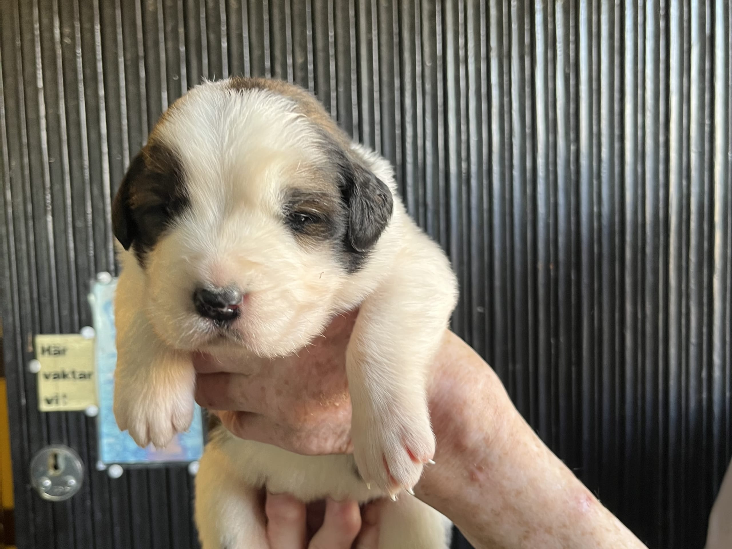 Puppy: Tik 2