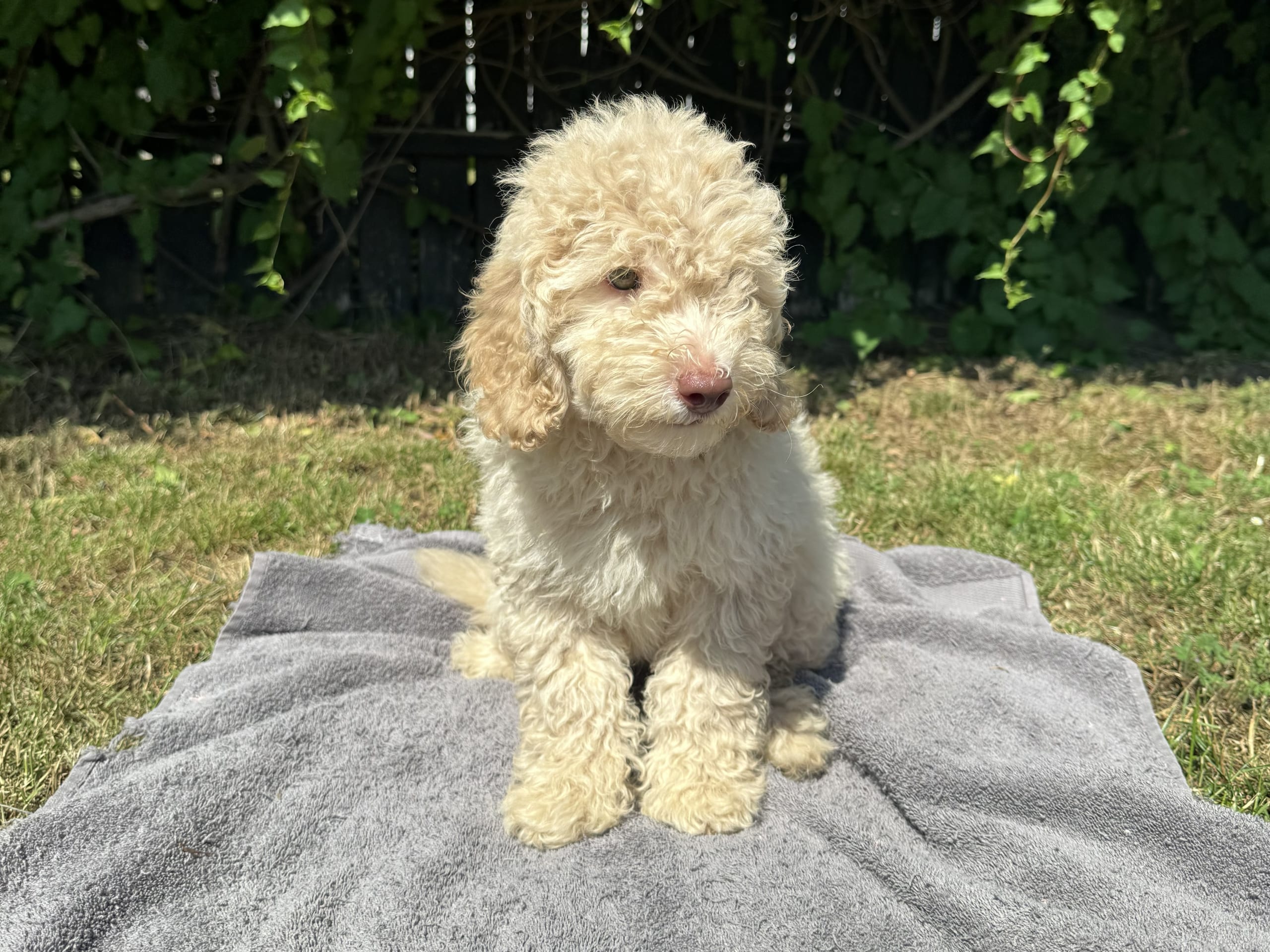 Puppy: Hane 2