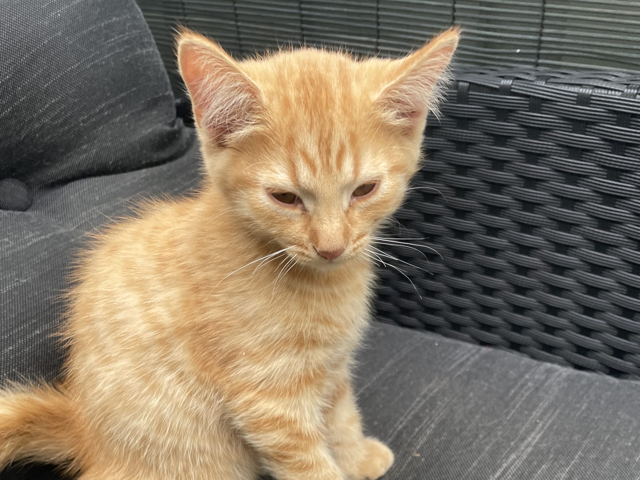 kattunge: Hane 1