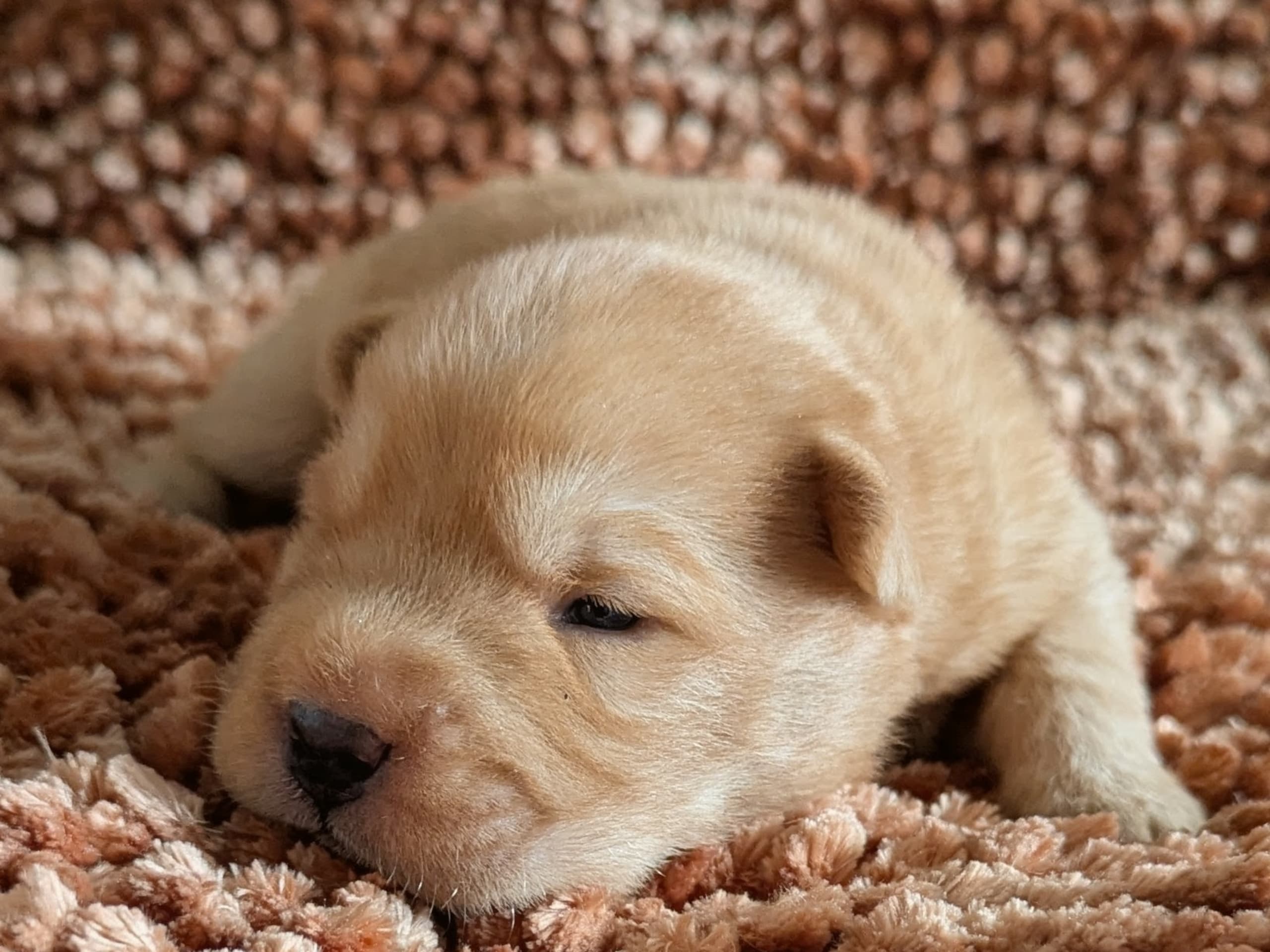 Puppy: Hane 1