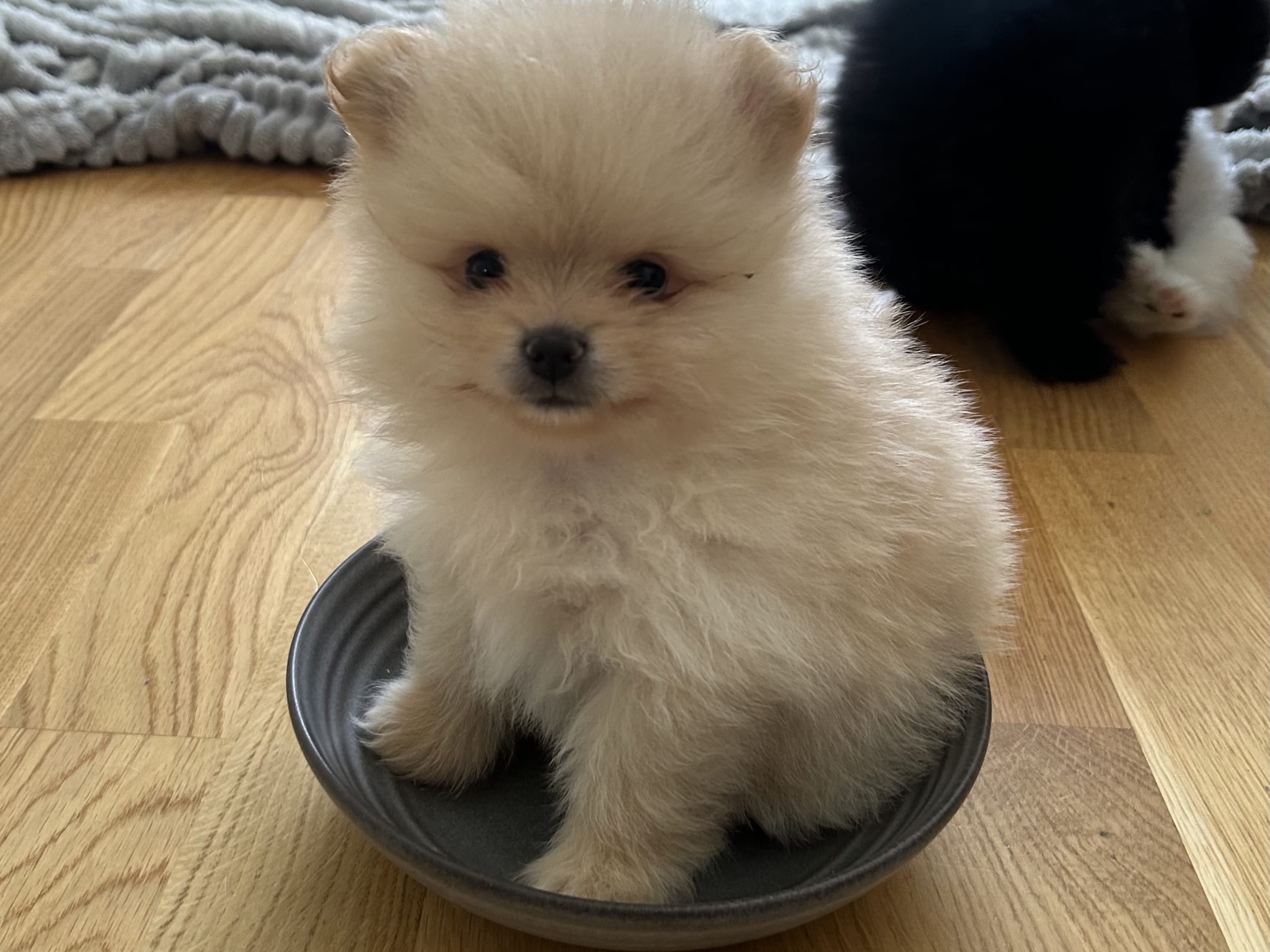 Puppy: Teddy