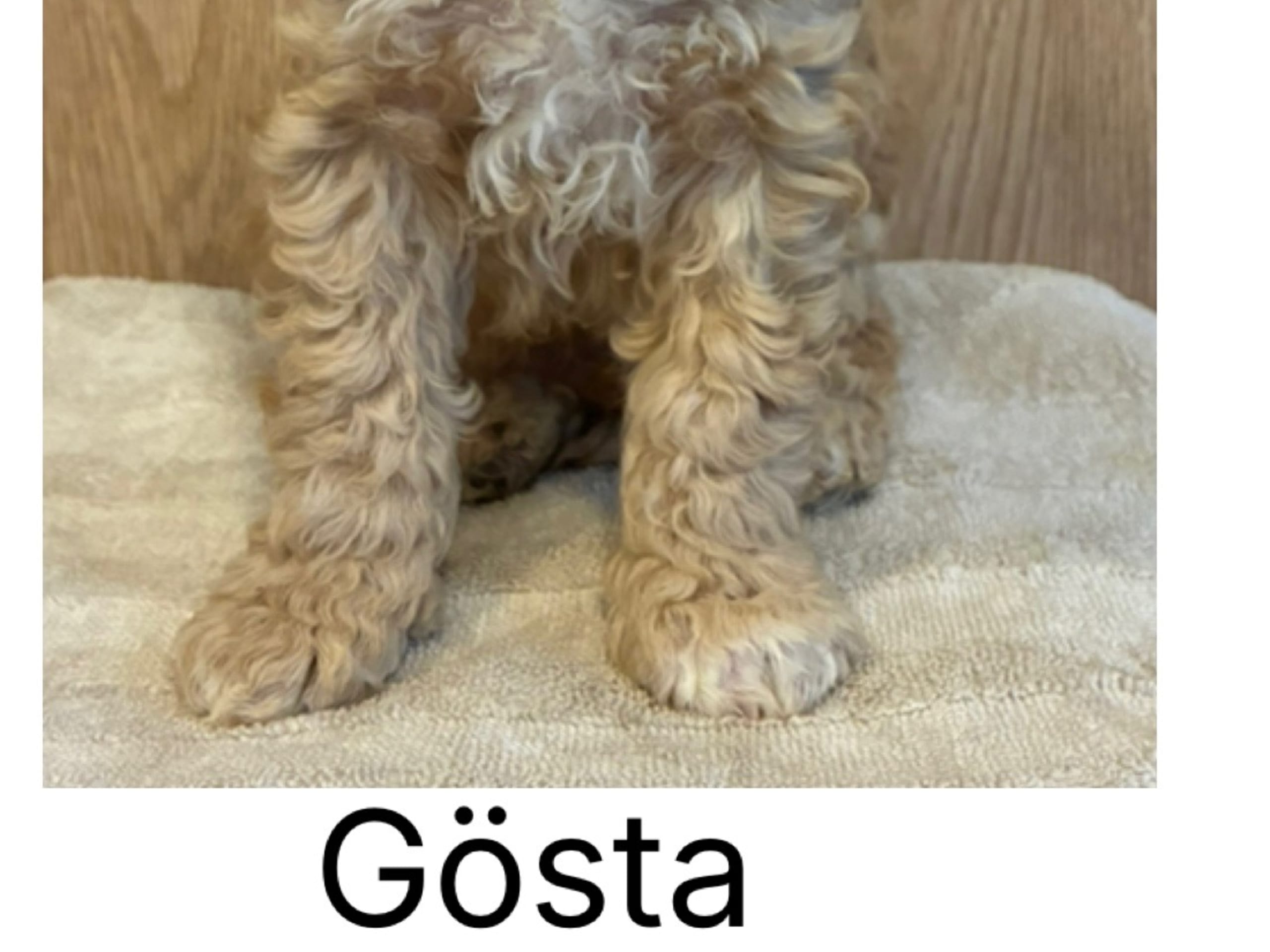 Gösta