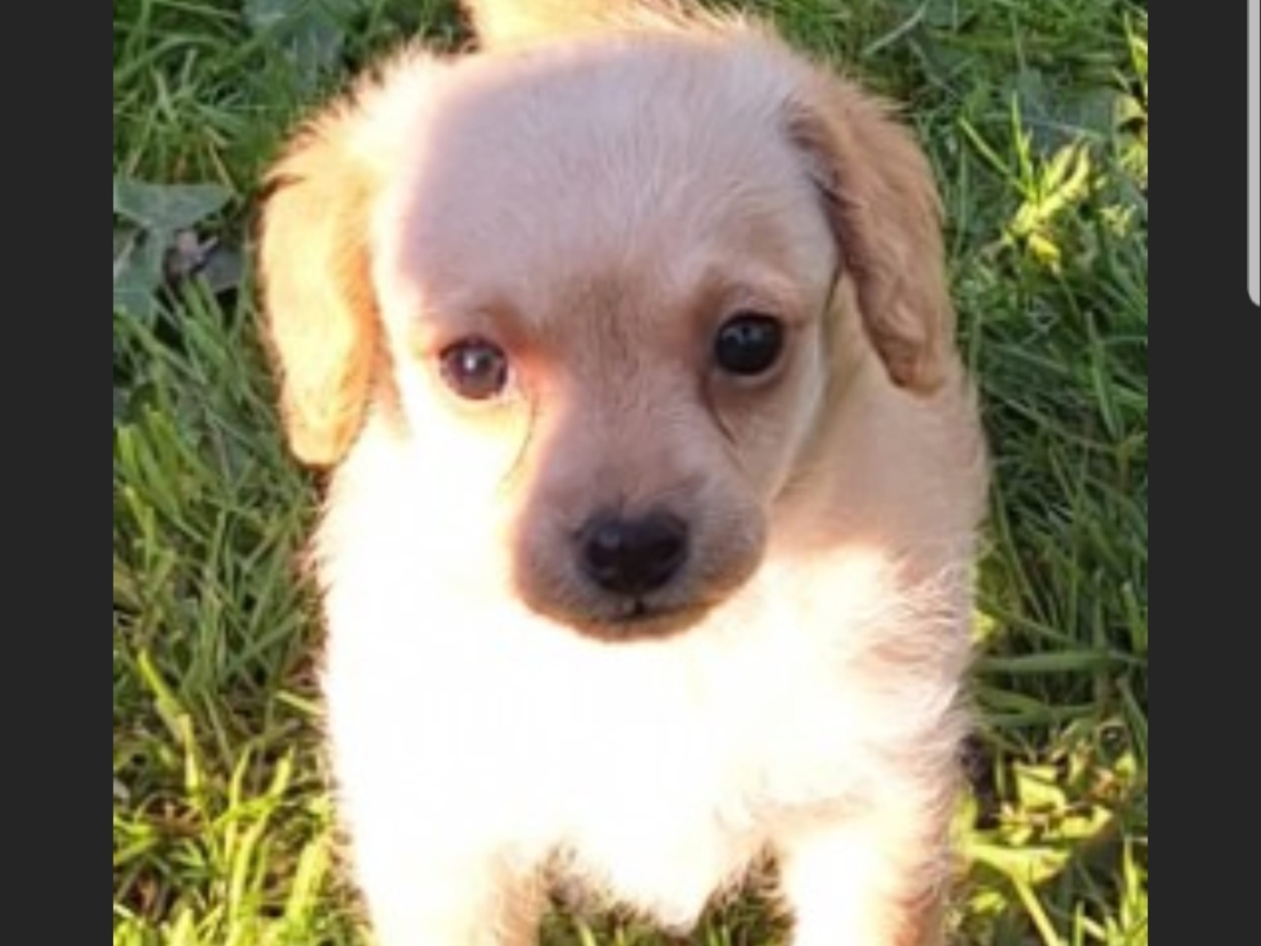 Puppy: Hane 3  Laban
