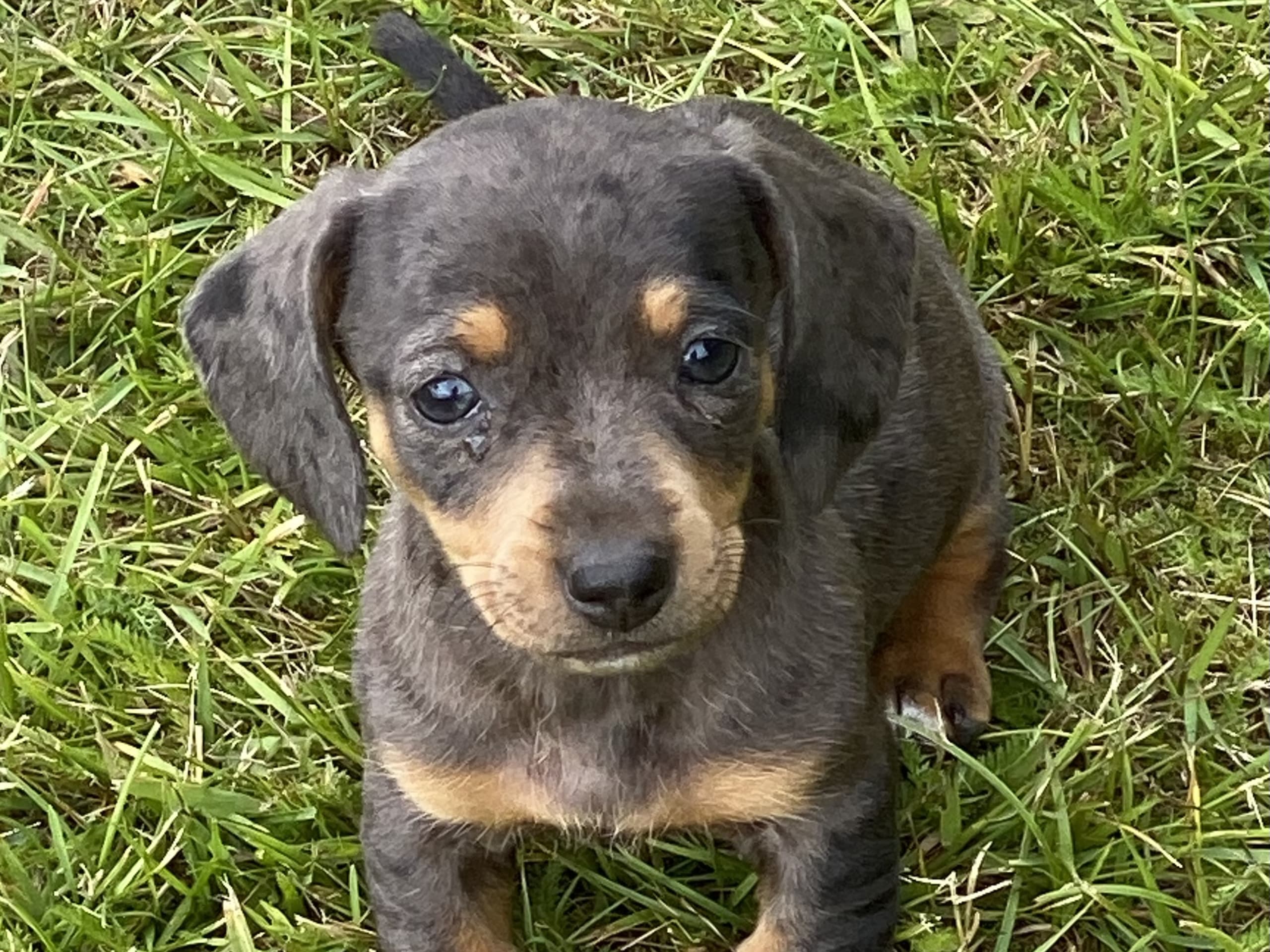 Puppy: Tik 1